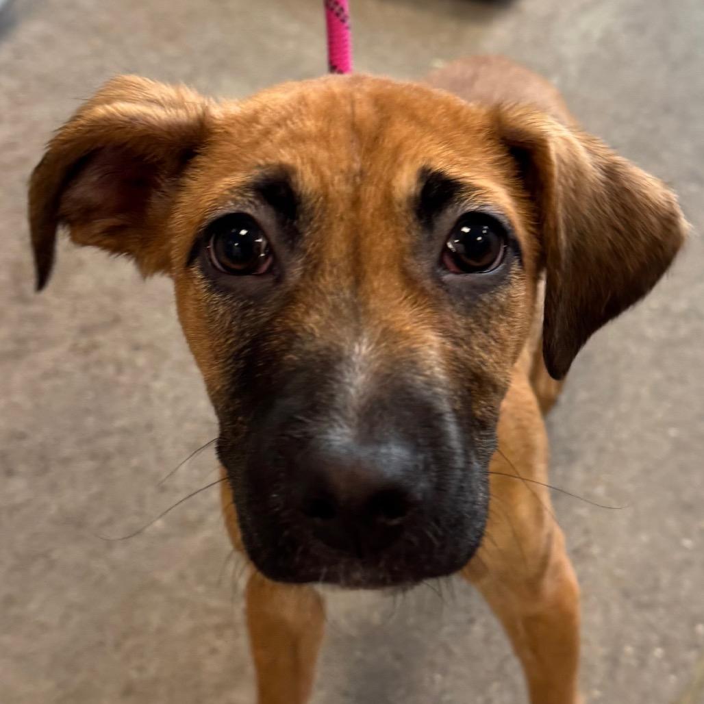 Enlarge Ross, a Adoptable Mixed Breed in Las Cruces, NM image 2/3
