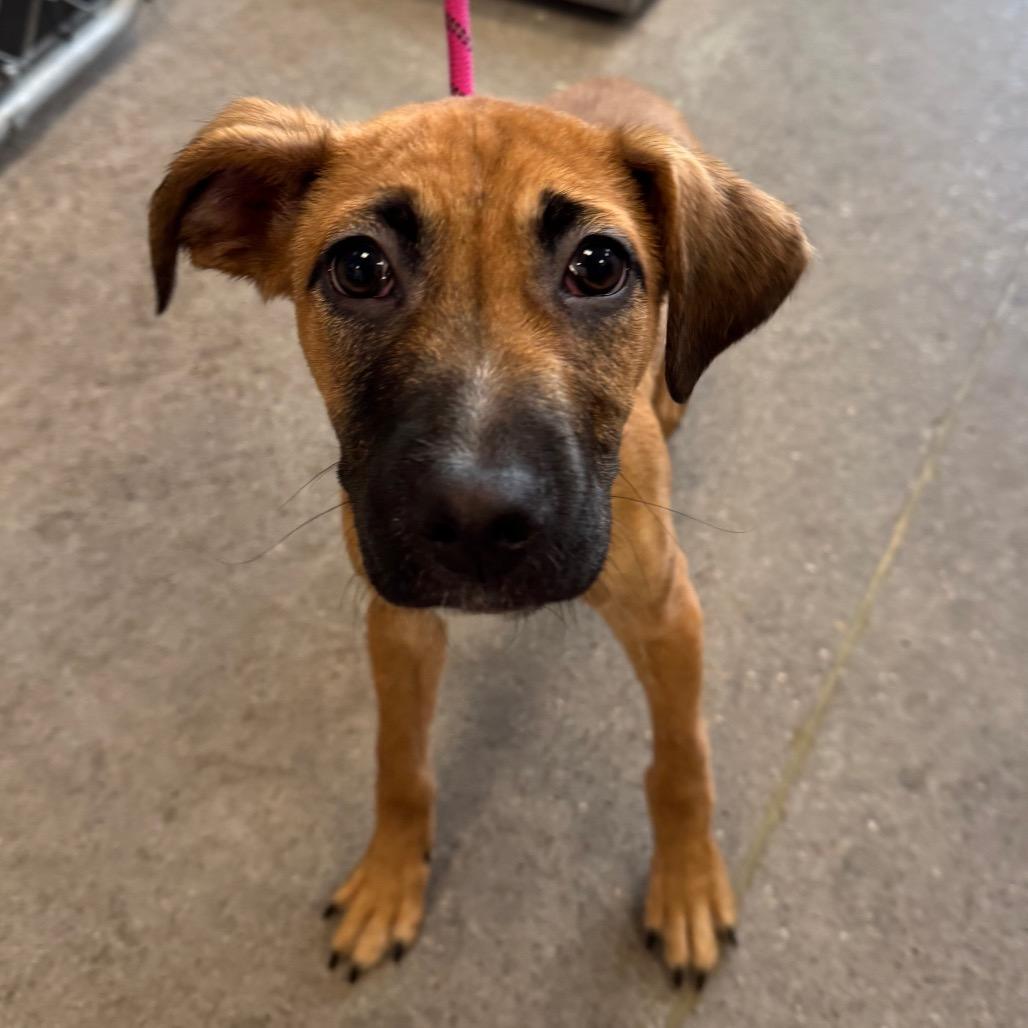 Enlarge Ross, a Adoptable Mixed Breed in Las Cruces, NM image 3/3