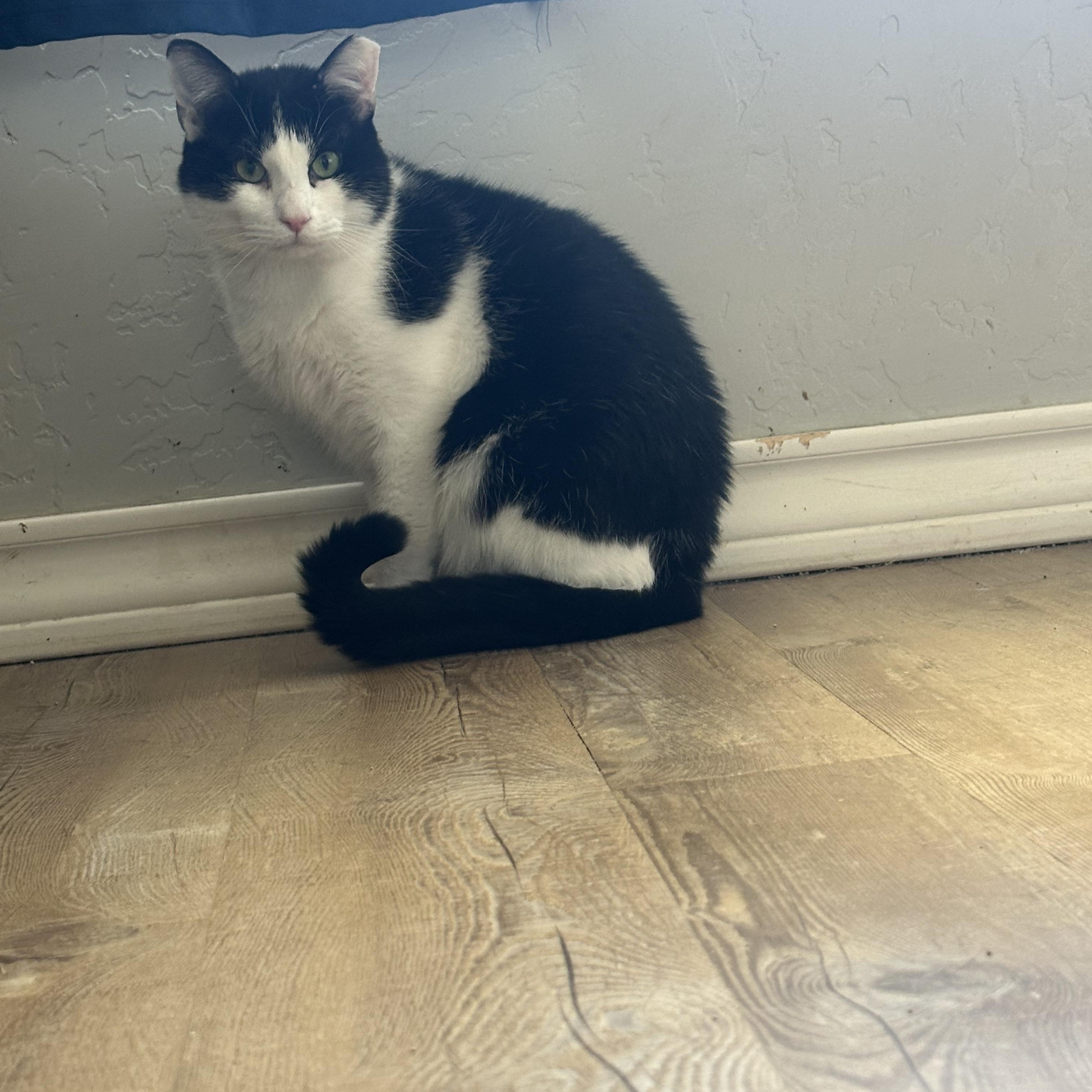 Enlarge Picasso, a Adoptable Domestic Short Hair in Lubbock, TX image 1/5