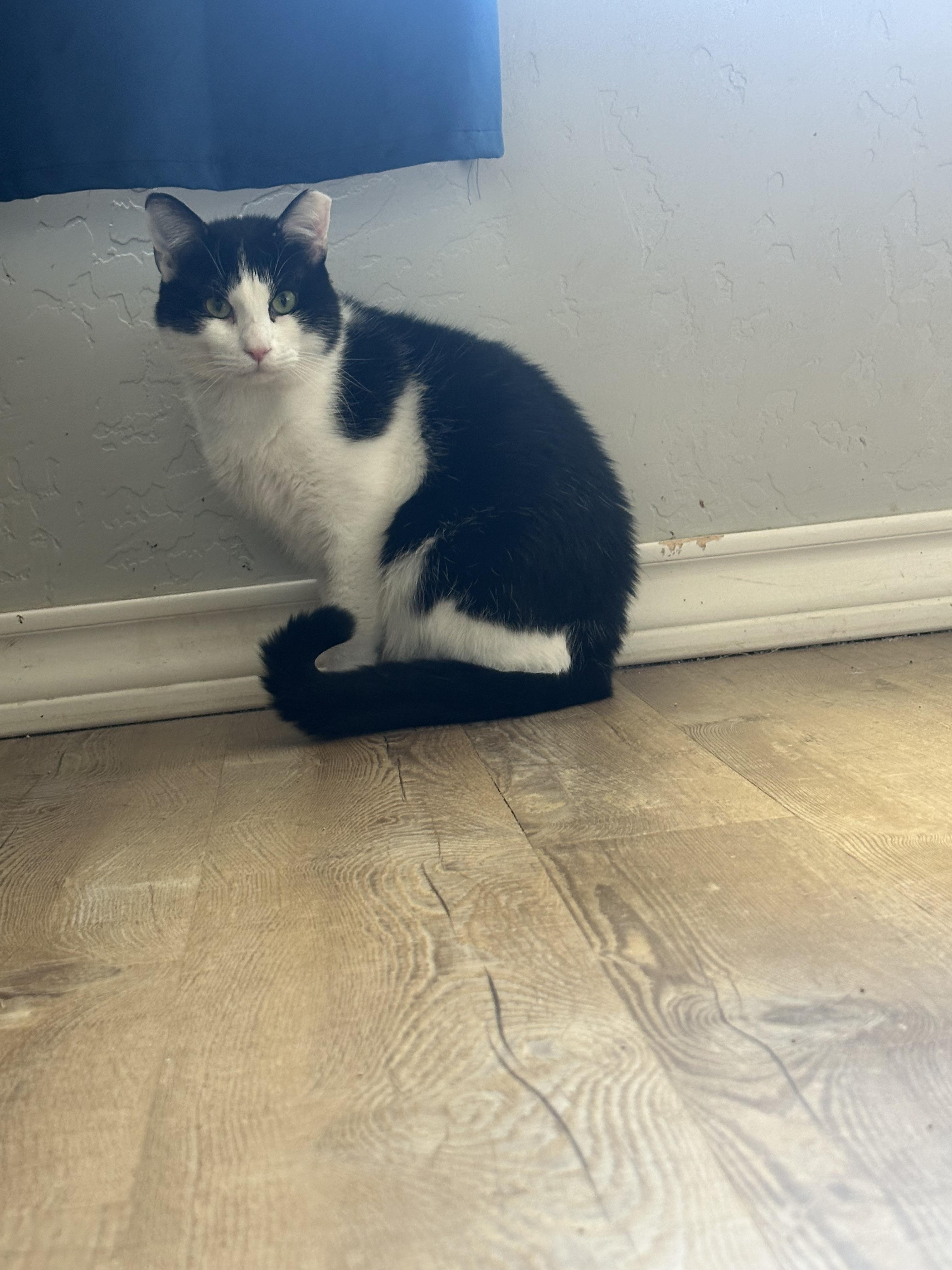 Picasso, a Adoptable Domestic Short Hair in Lubbock, TX image 1/5