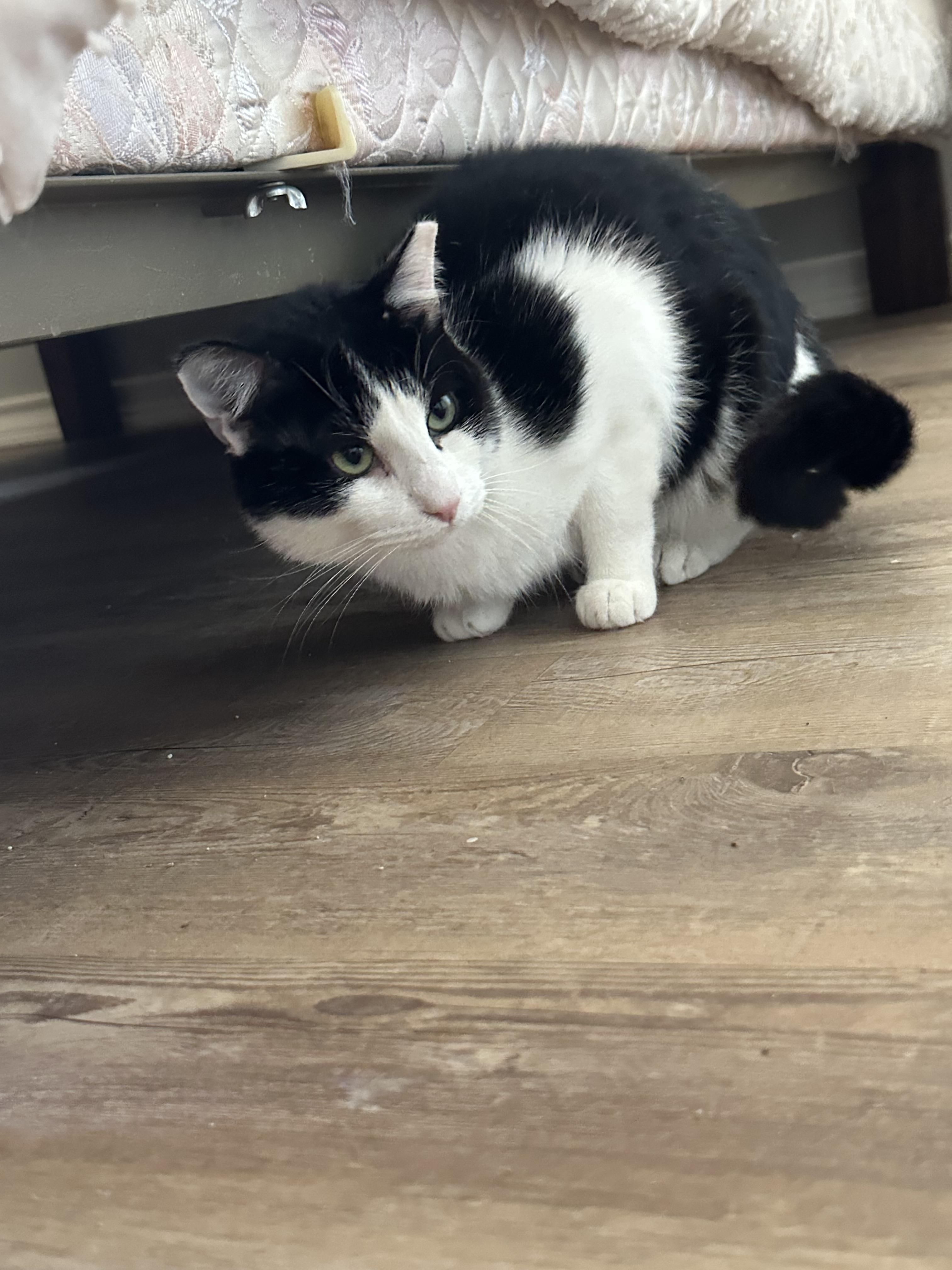 Picasso, a Adoptable Domestic Short Hair in Lubbock, TX image 2/5