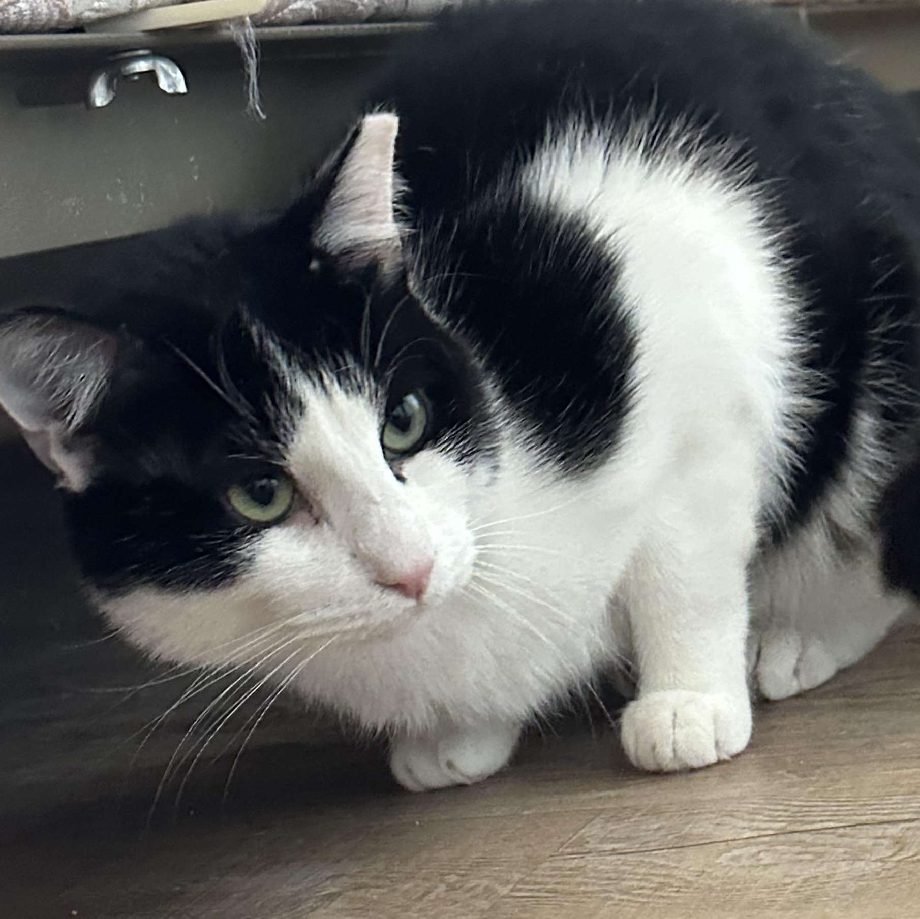 Enlarge Picasso, a Adoptable Domestic Short Hair in Lubbock, TX image 2/5