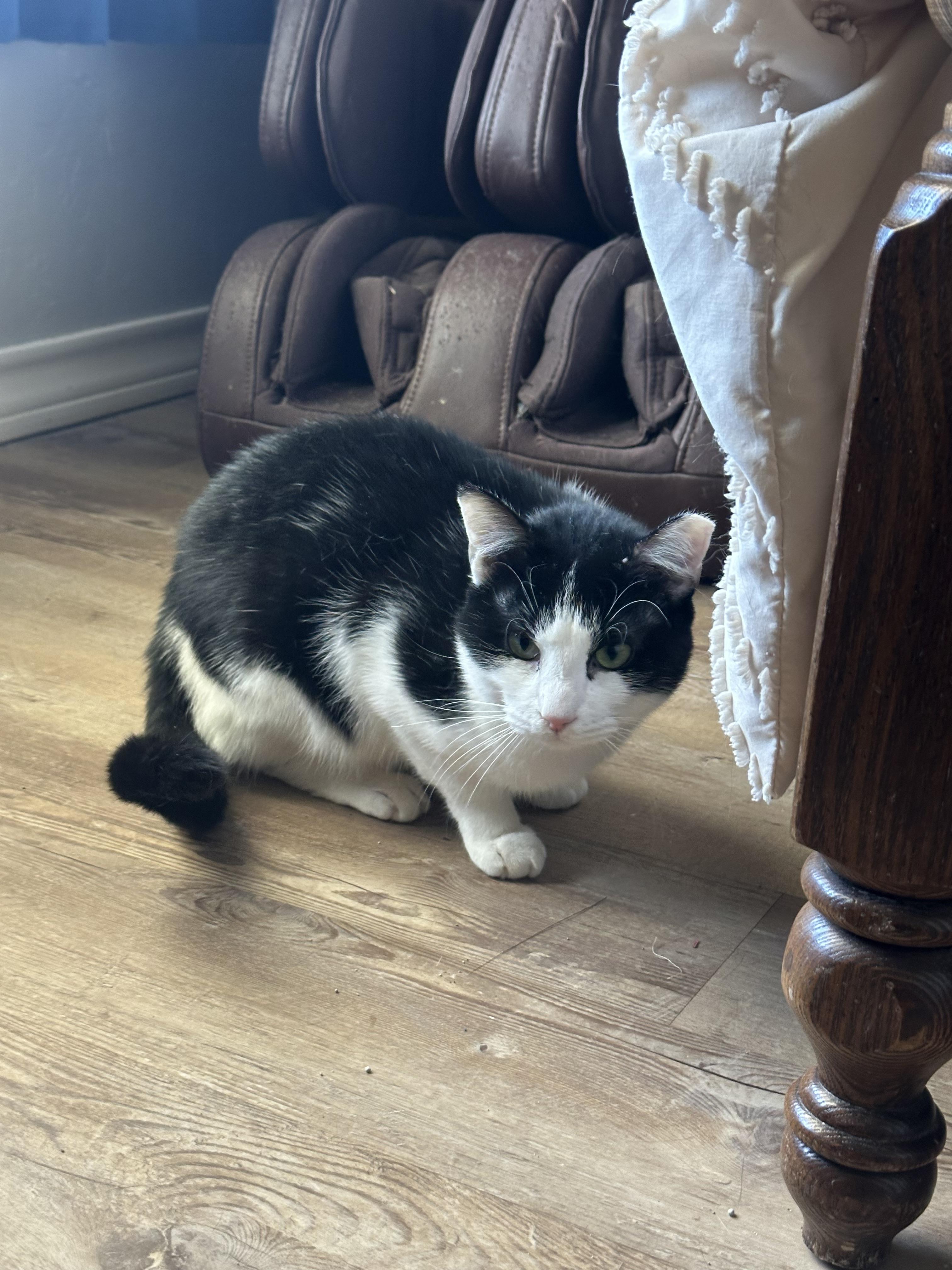 Picasso, an adoptable Domestic Short Hair in Lubbock, TX, 79490 | Photo Image 4