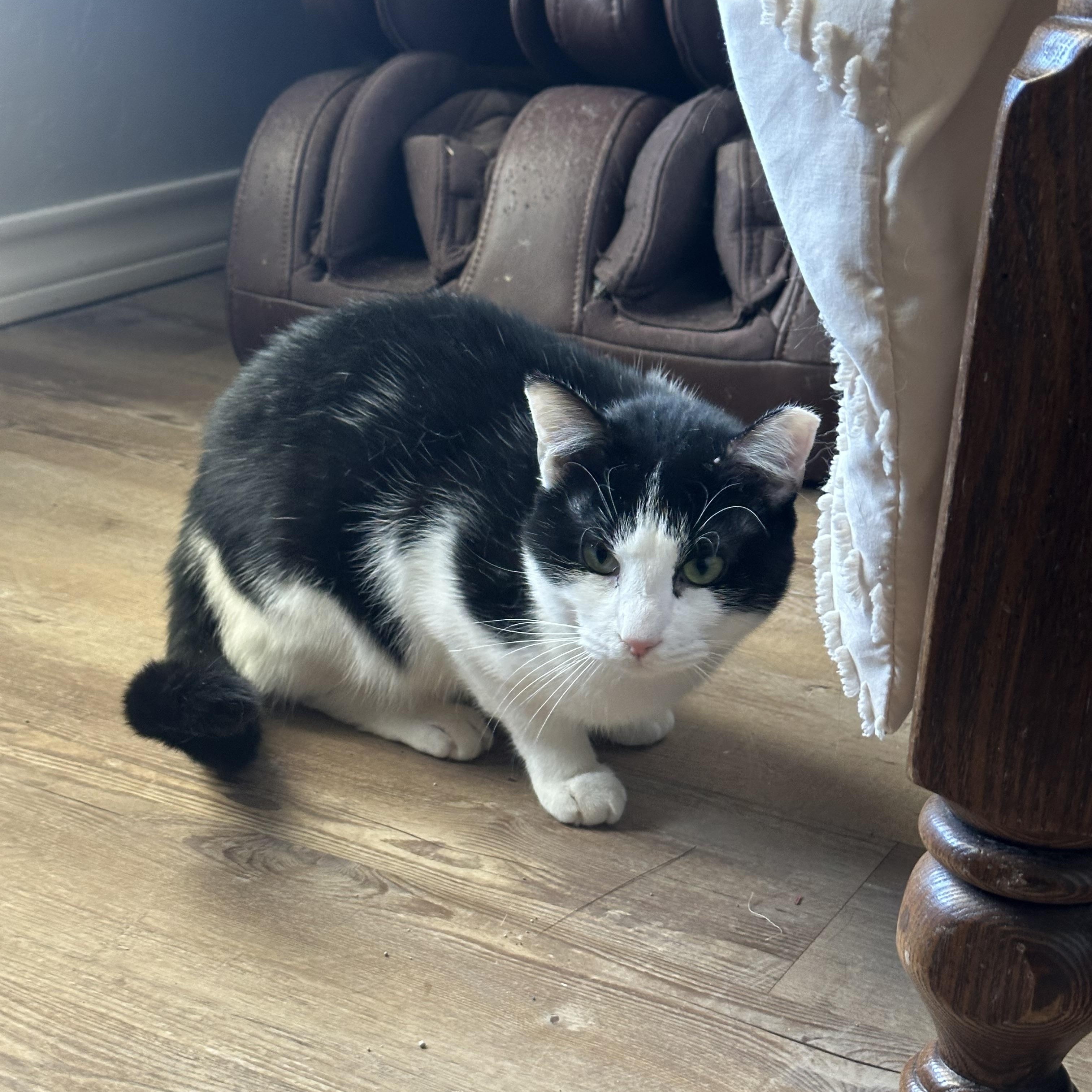 Enlarge Picasso, a Adoptable Domestic Short Hair in Lubbock, TX image 3/5