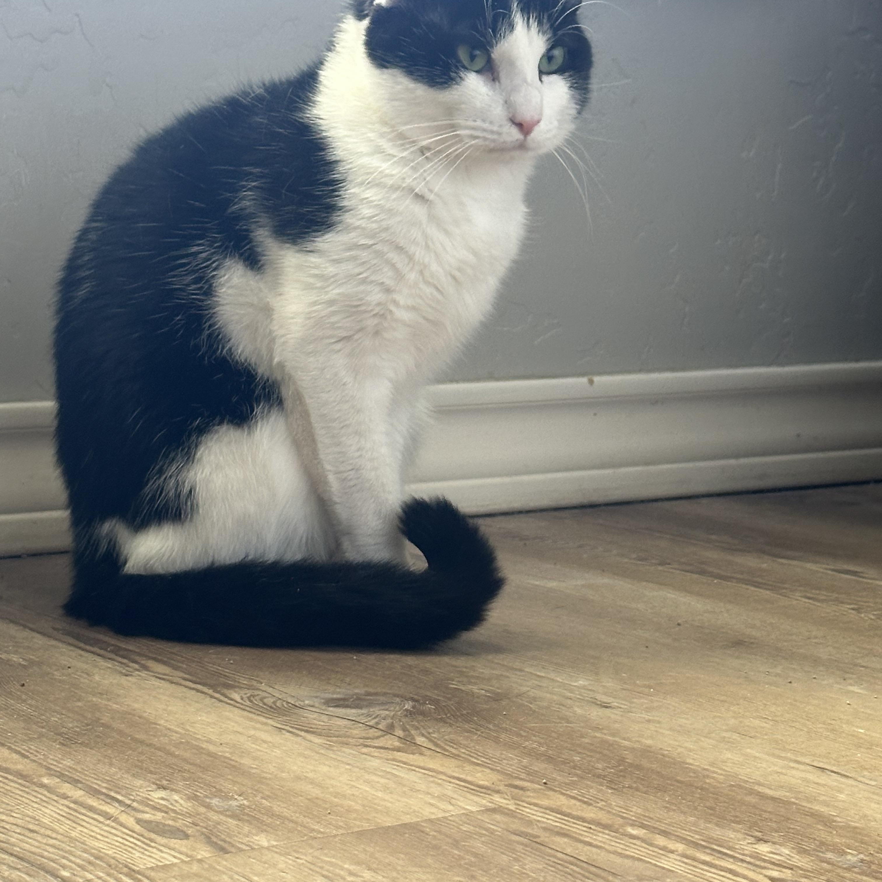 Enlarge Picasso, a Adoptable Domestic Short Hair in Lubbock, TX image 4/5