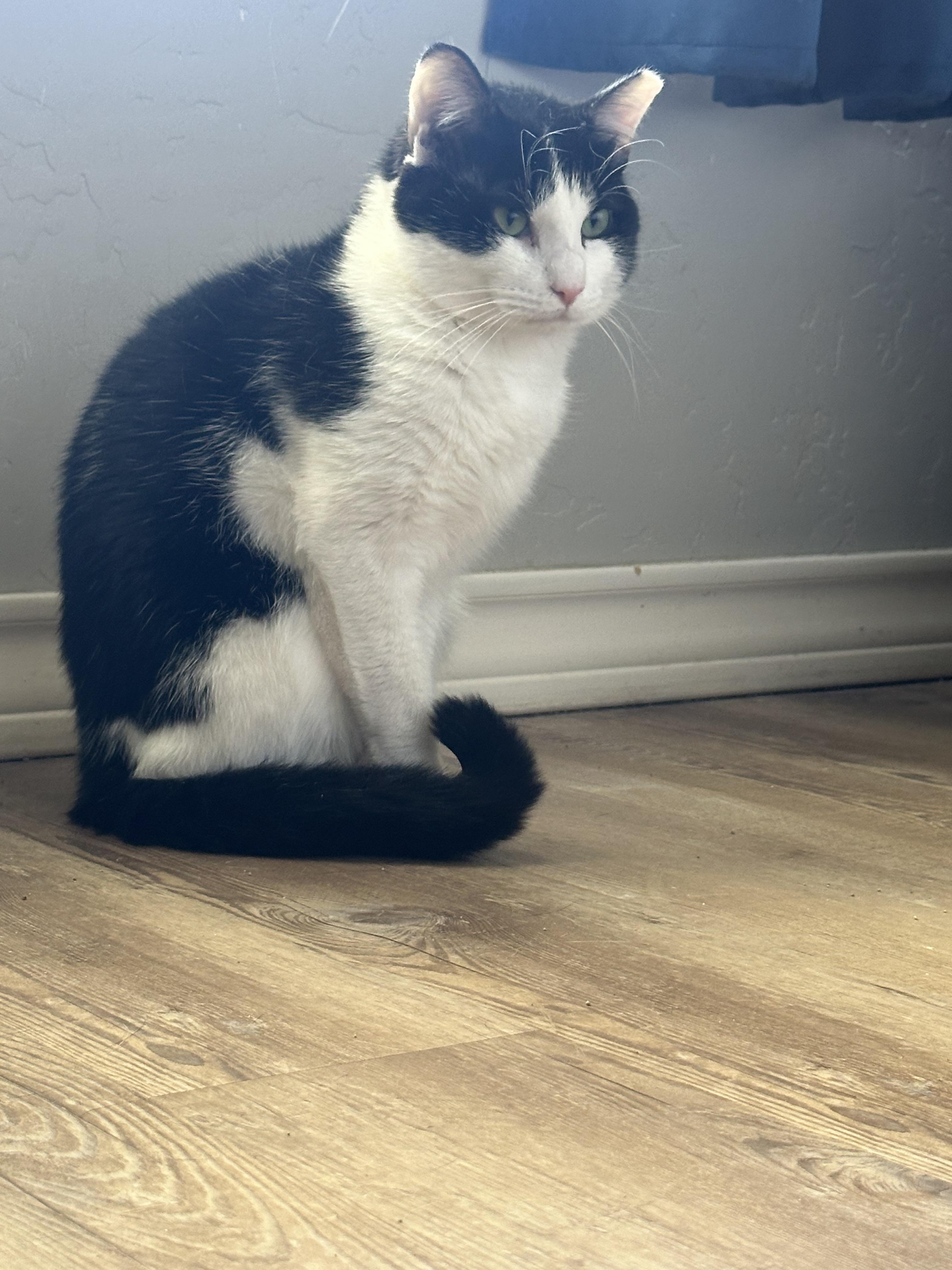 Picasso, a Adoptable Domestic Short Hair in Lubbock, TX image 4/5