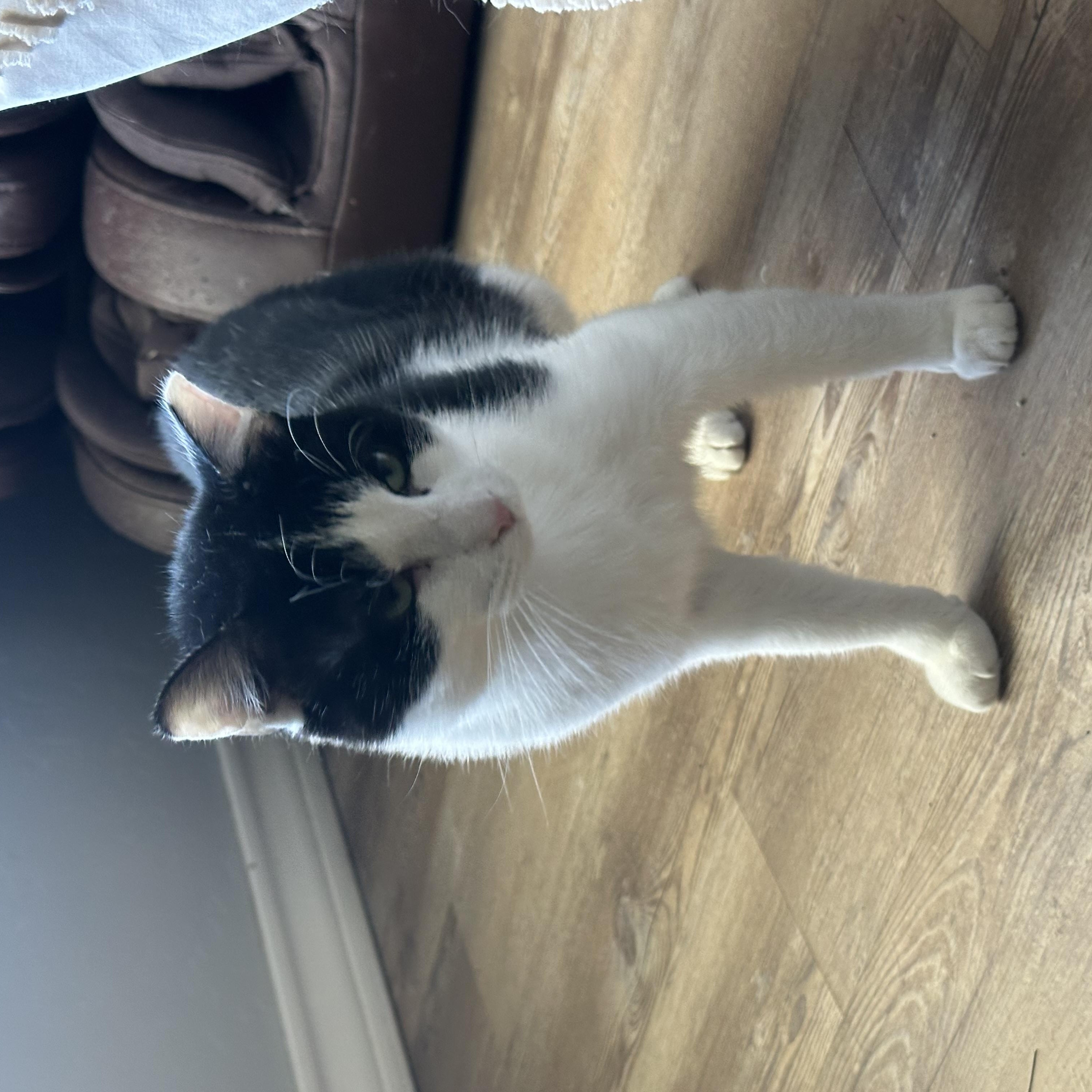 Enlarge Picasso, a Adoptable Domestic Short Hair in Lubbock, TX image 5/5