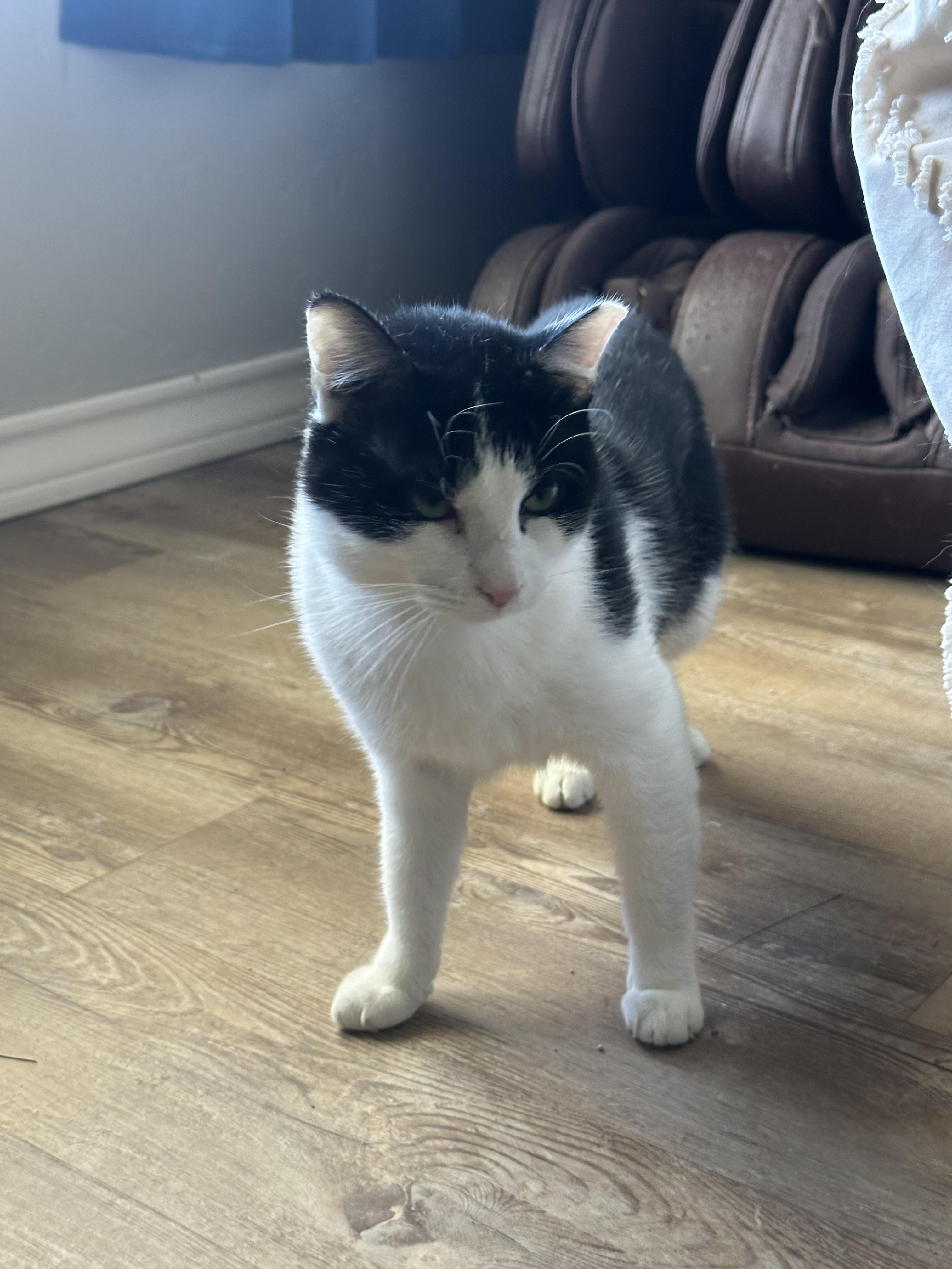 Picasso, a Adoptable Domestic Short Hair in Lubbock, TX image 5/5