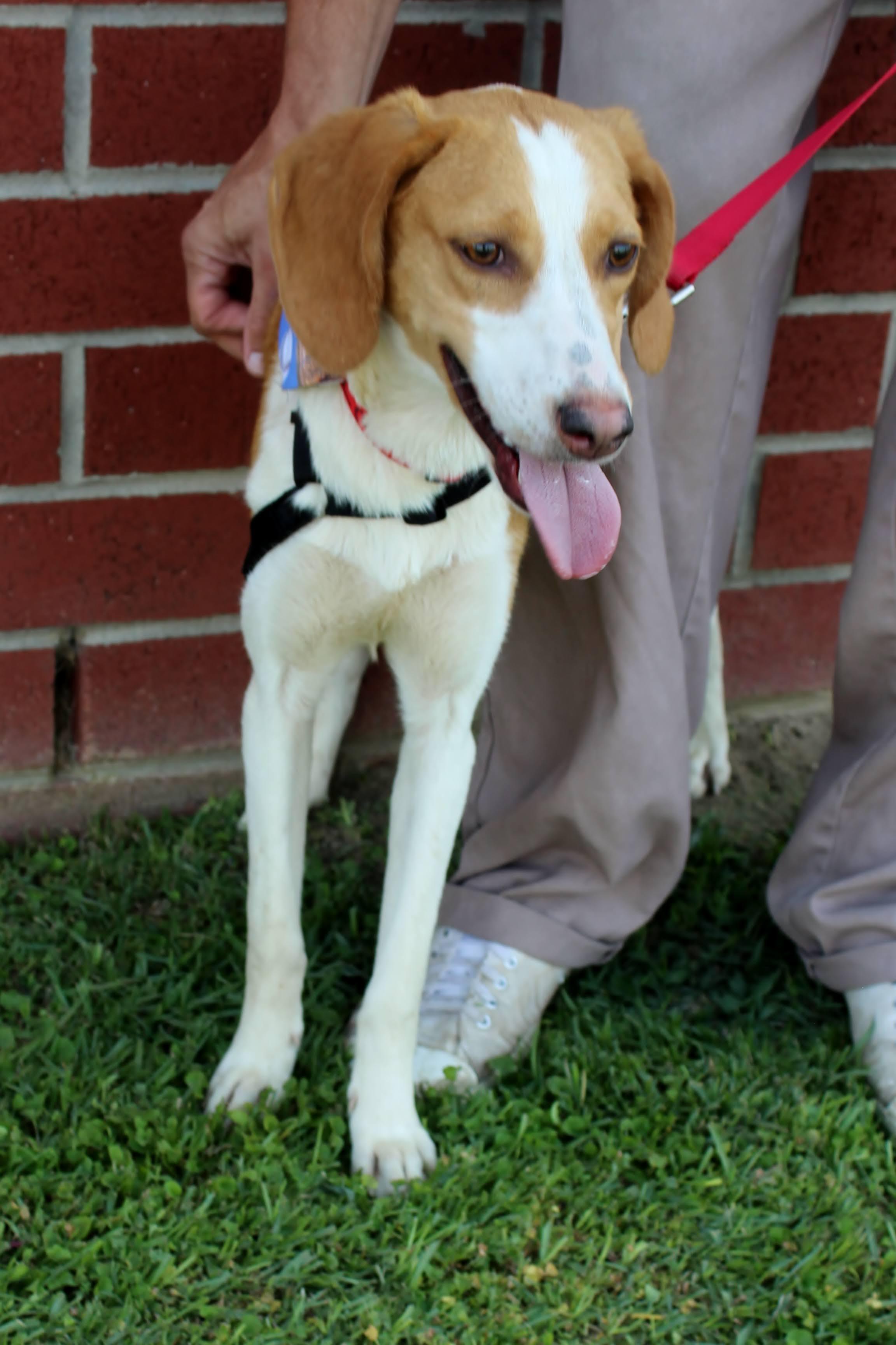 Enlarge Angel, a ADOPTABLE mixed breed in Burgaw, NC image 1/1