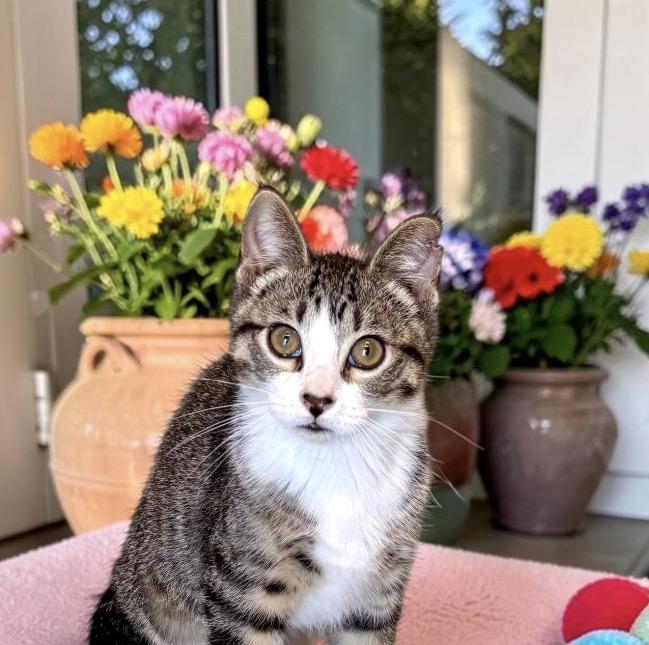 Boomer - KITTEN, an adopted Tabby in Perry, IA image 2/4