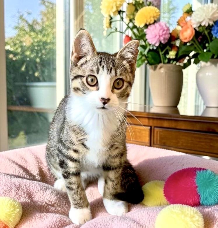Boomer - KITTEN, an adopted Tabby in Perry, IA image 3/4