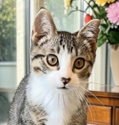 Boomer - KITTEN, an adopted Tabby in Perry, IA image 1/4