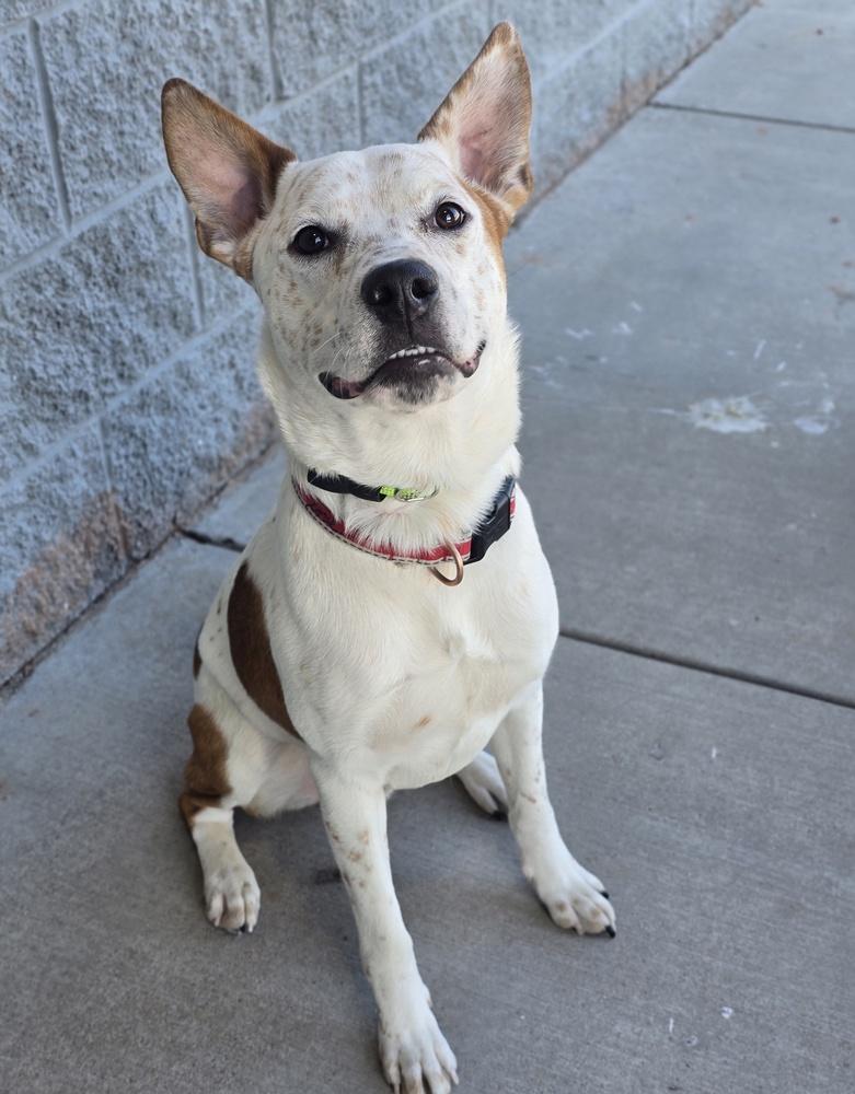 Enlarge Ace, a Adoptable mixed breed in Sedalia, CO image 2/6