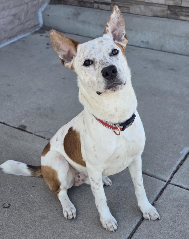 Enlarge Ace, a Adoptable mixed breed in Sedalia, CO image 3/6