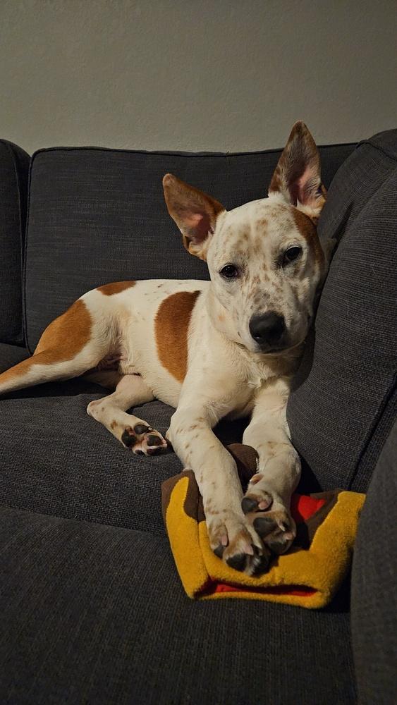 Enlarge Ace, a Adoptable mixed breed in Sedalia, CO image 4/6