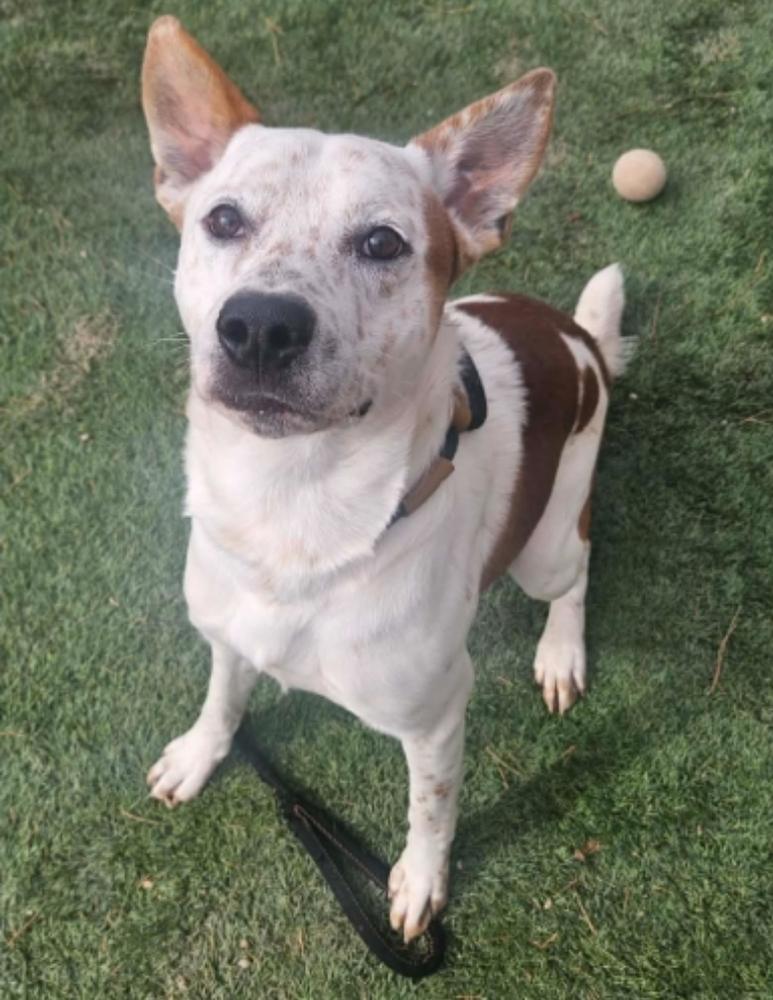 Enlarge Ace, a Adoptable mixed breed in Sedalia, CO image 5/6