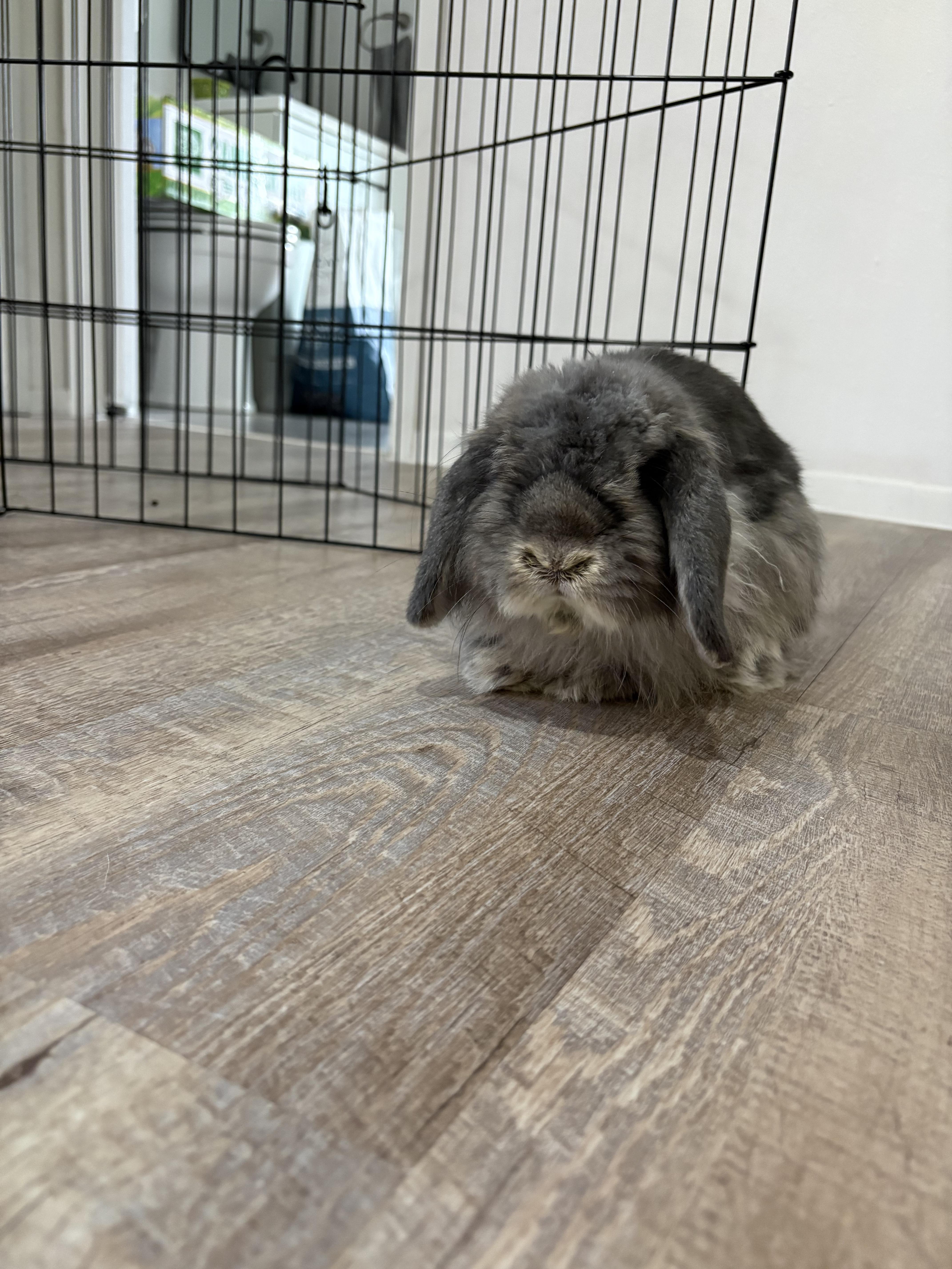 Enlarge Juniper, a ADOPTABLE American Fuzzy Lop in San Antonio, TX image 5/6
