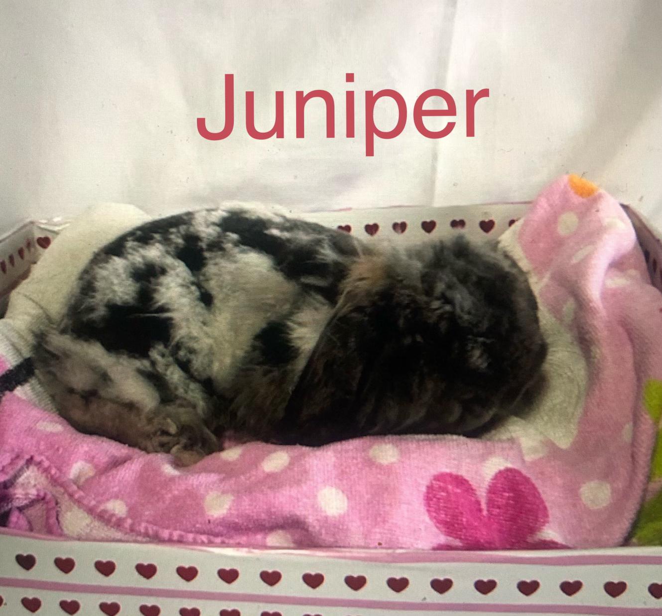 Juniper, ADOPTABLE, Adult Female American Fuzzy Lop.