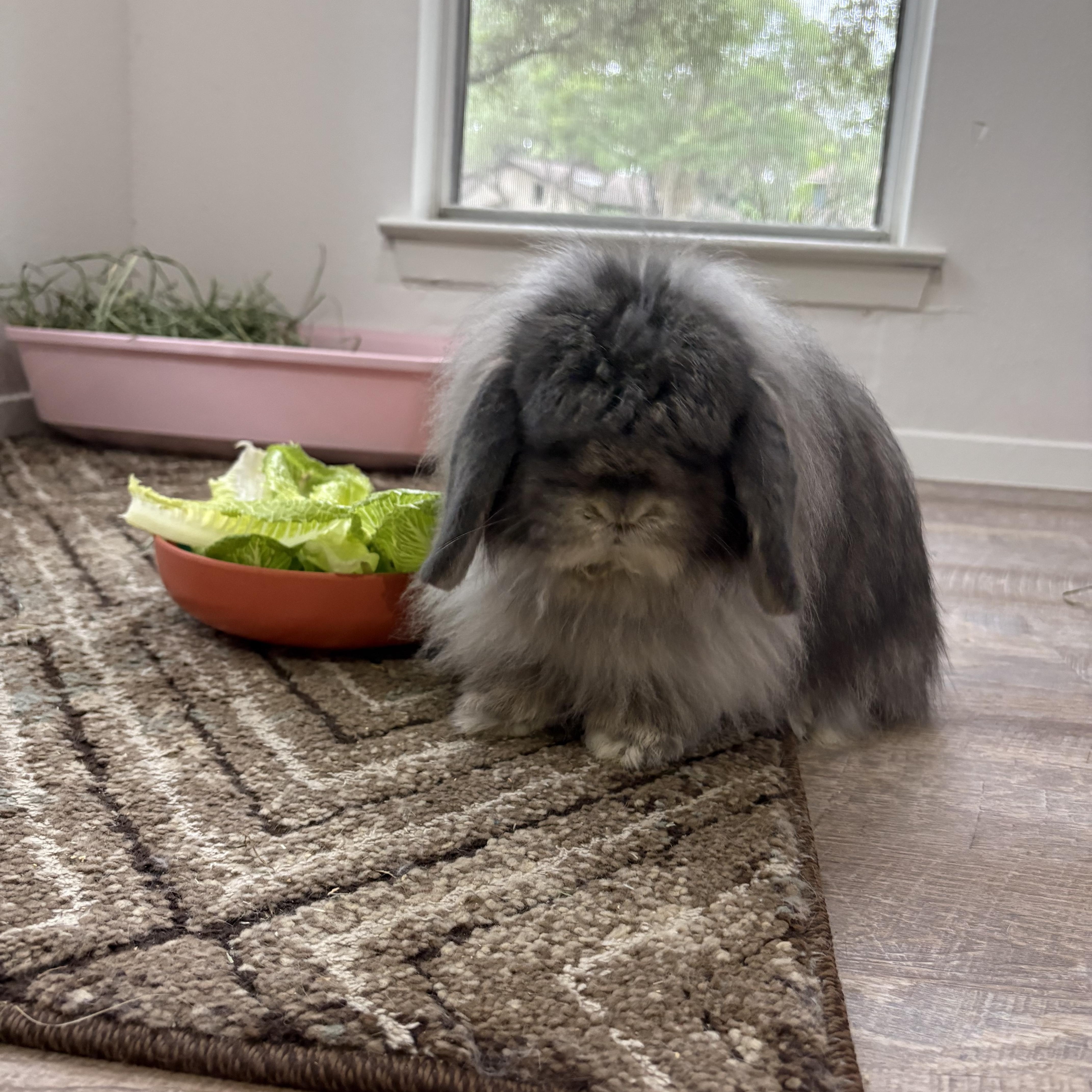 Juniper, ADOPTABLE, Adult Female American Fuzzy Lop.