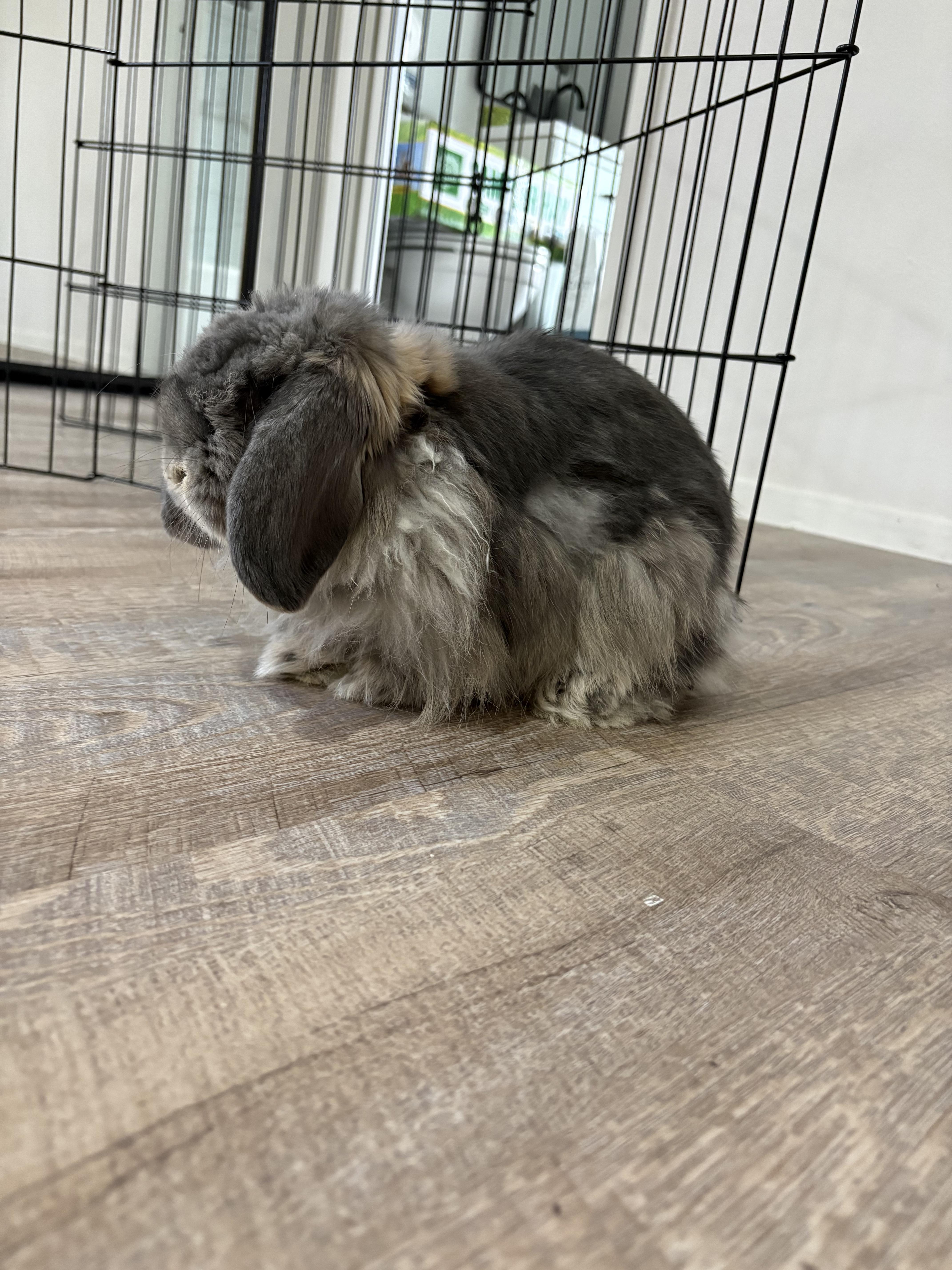 Enlarge Juniper, a ADOPTABLE American Fuzzy Lop in San Antonio, TX image 3/6
