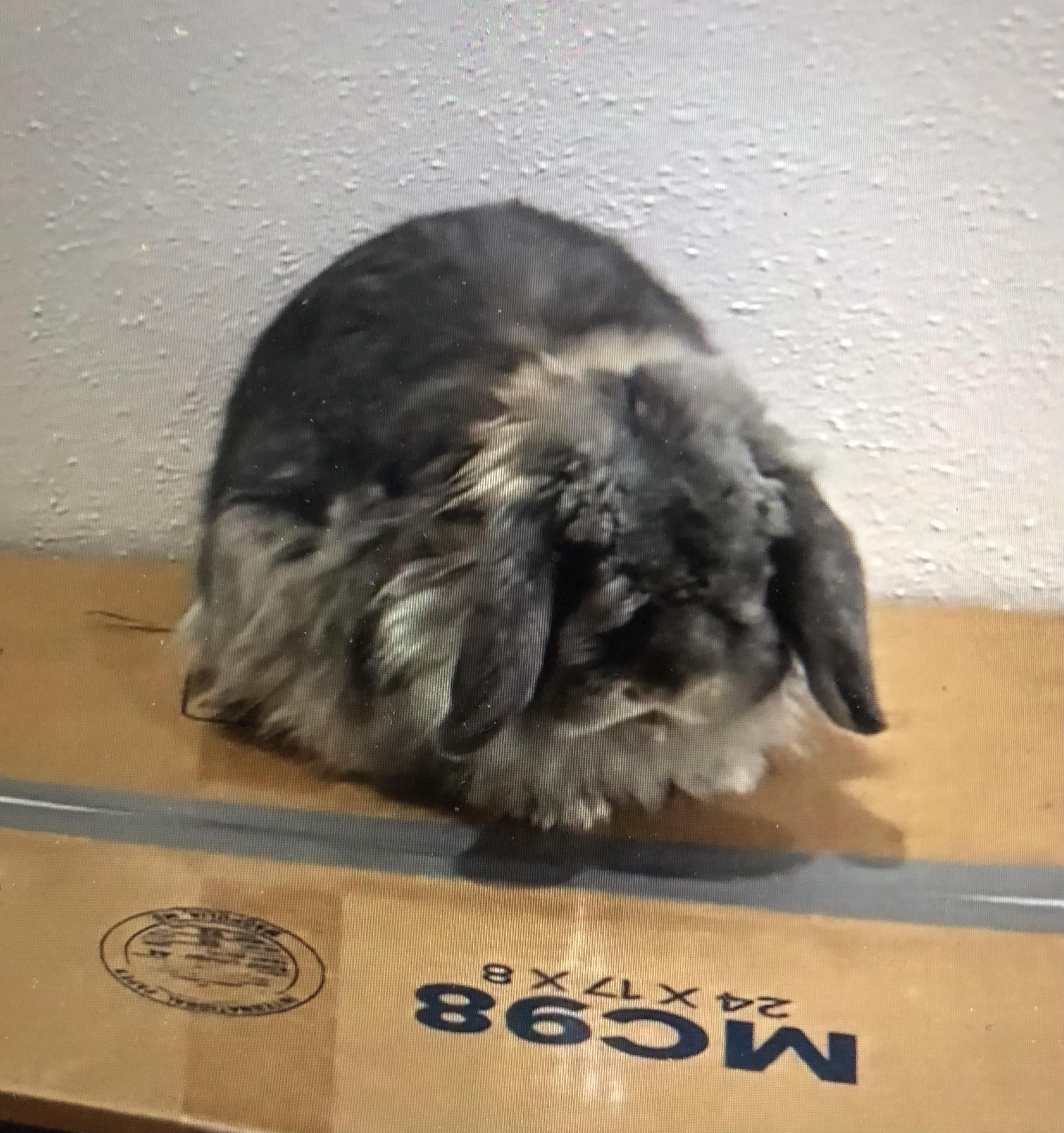 Enlarge Juniper, a ADOPTABLE American Fuzzy Lop in San Antonio, TX image 4/6