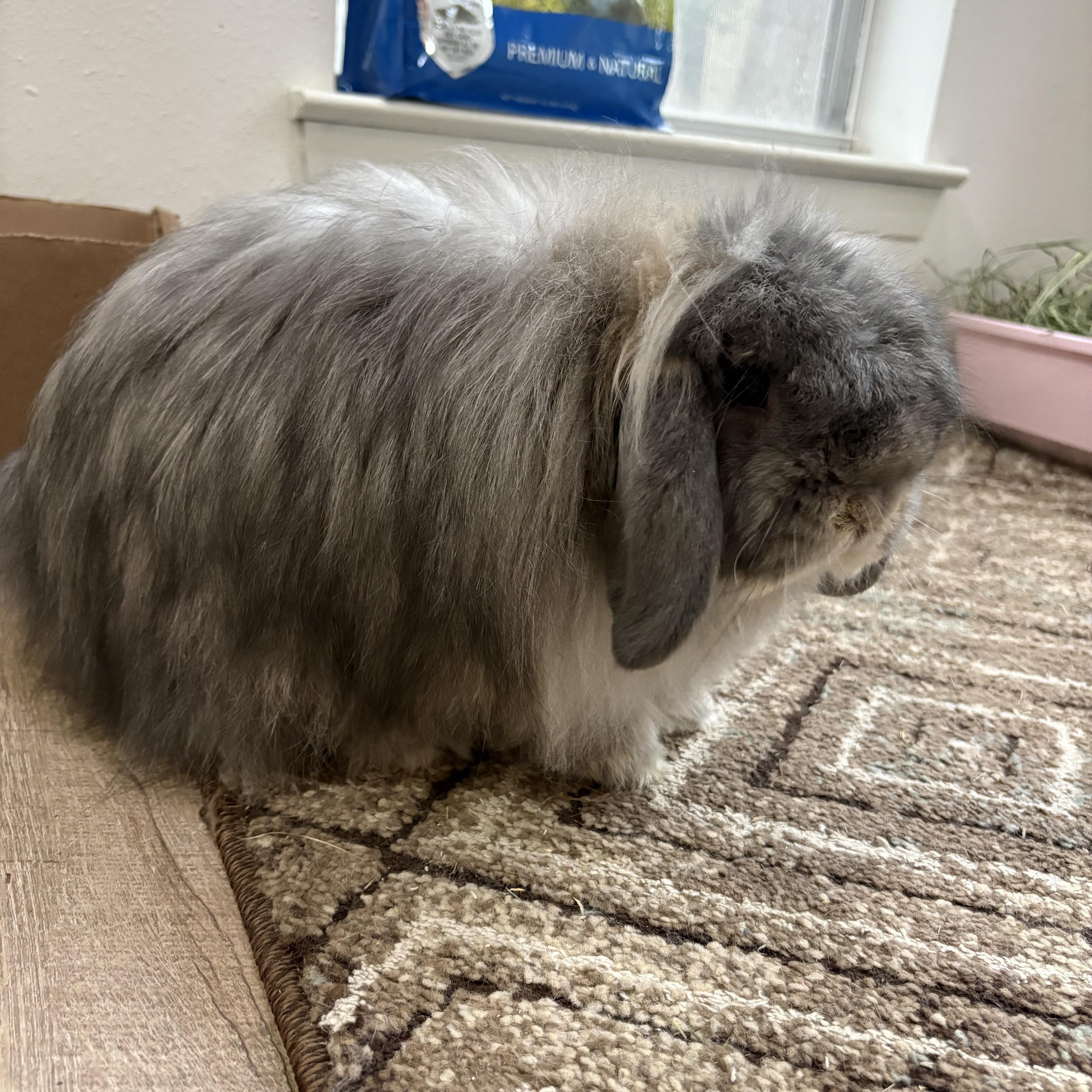 Enlarge Juniper, a ADOPTABLE American Fuzzy Lop in San Antonio, TX image 2/6