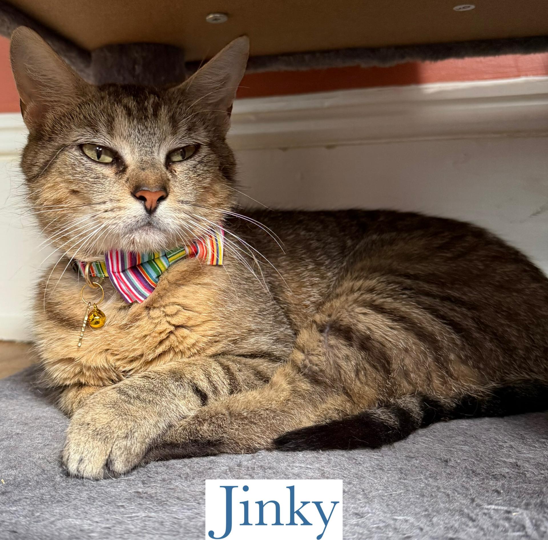 Enlarge Jinky, a Adoptable Domestic Short Hair in Berkeley Springs, WV image 1/3