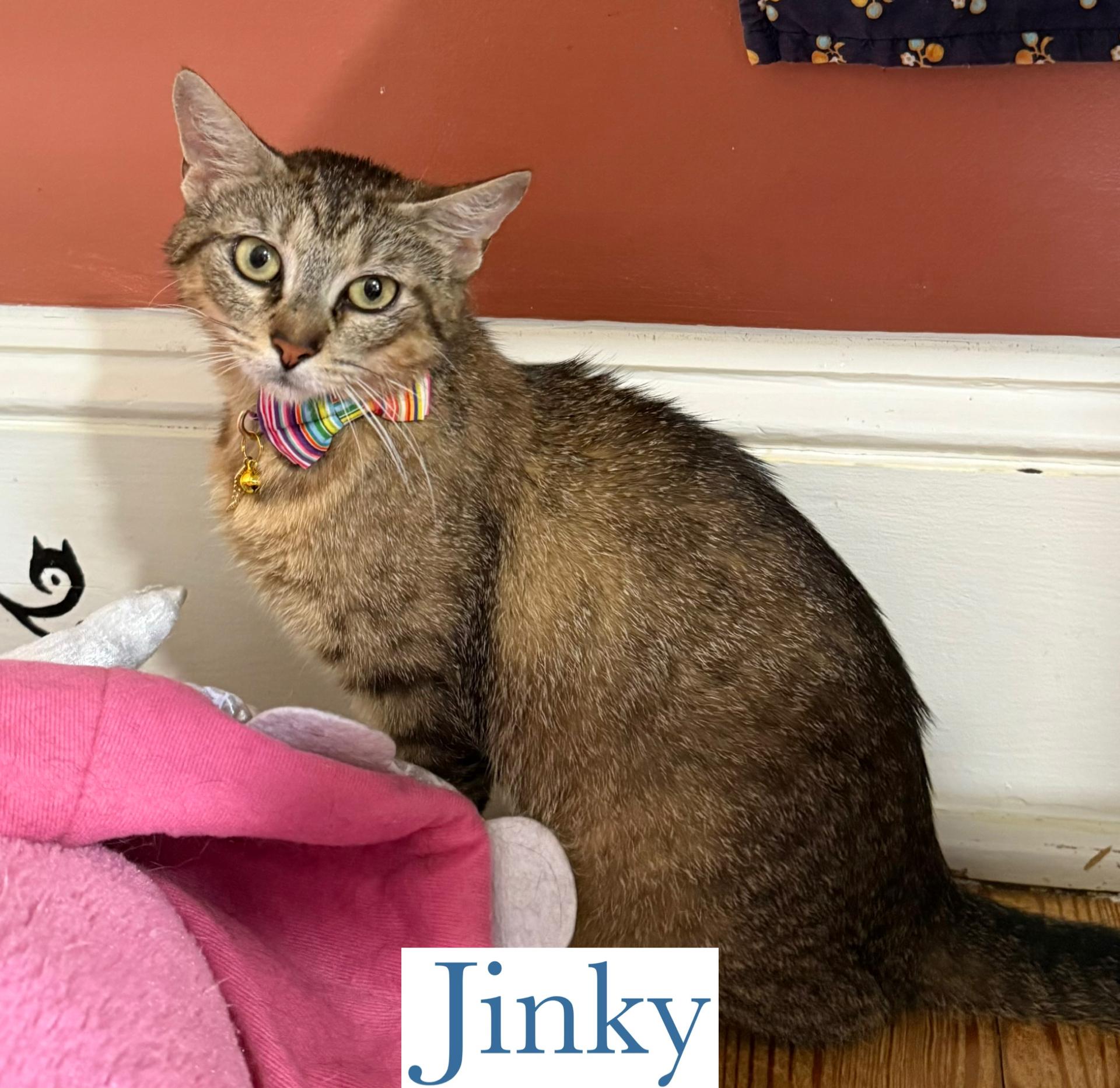 Enlarge Jinky, a Adoptable Domestic Short Hair in Berkeley Springs, WV image 2/3