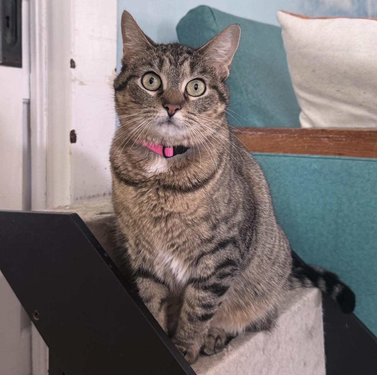 Enlarge Jinky, a Adoptable Domestic Short Hair in Berkeley Springs, WV image 1/5