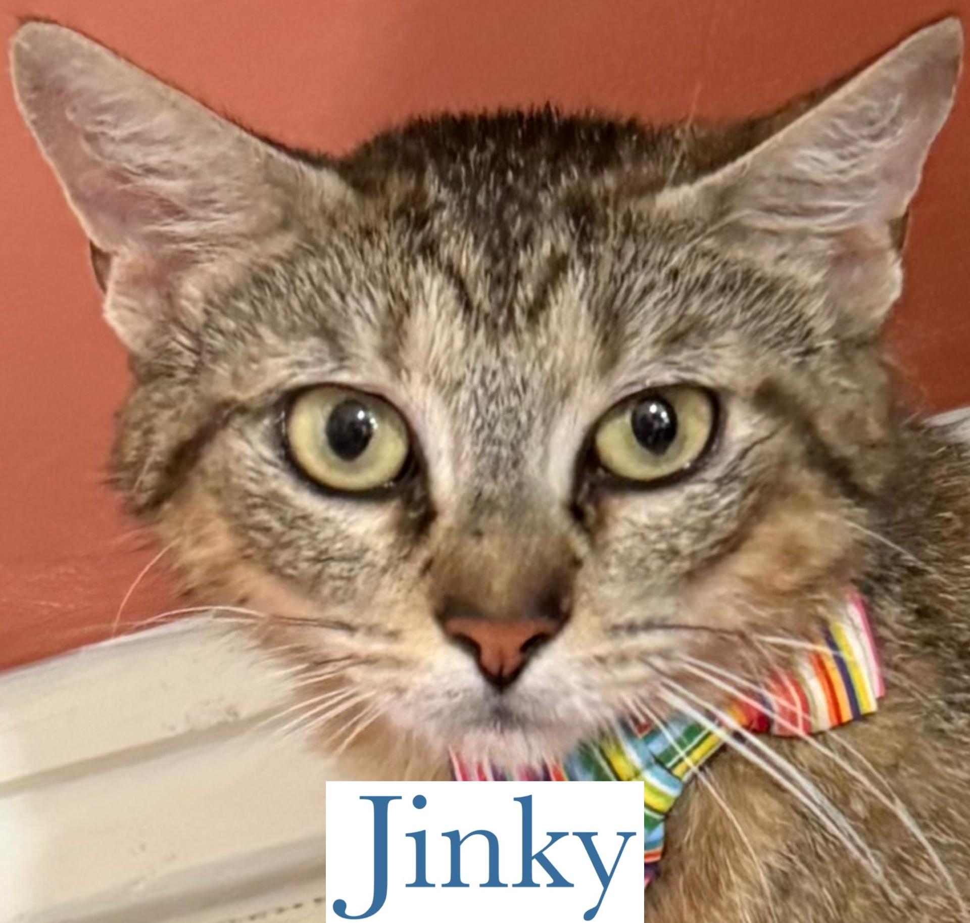 Enlarge Jinky, a Adoptable Domestic Short Hair in Berkeley Springs, WV image 3/3