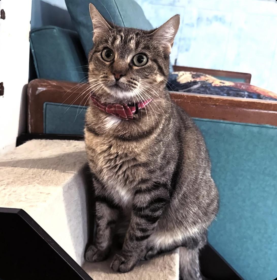 Enlarge Jinky, a Adoptable Domestic Short Hair in Berkeley Springs, WV image 2/5