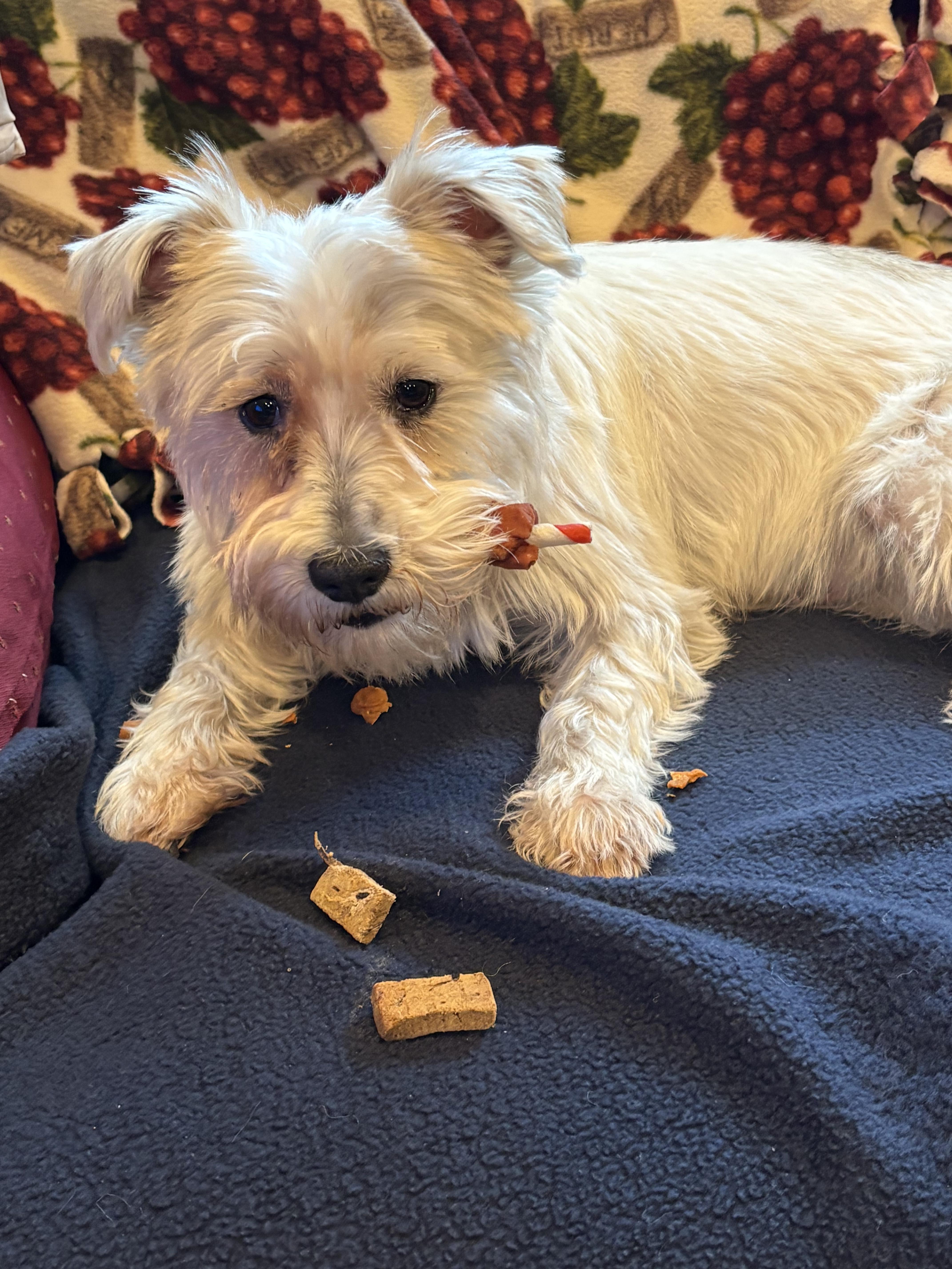 Cindy, adopted, Young Female Terrier & Miniature Schnauzer.
