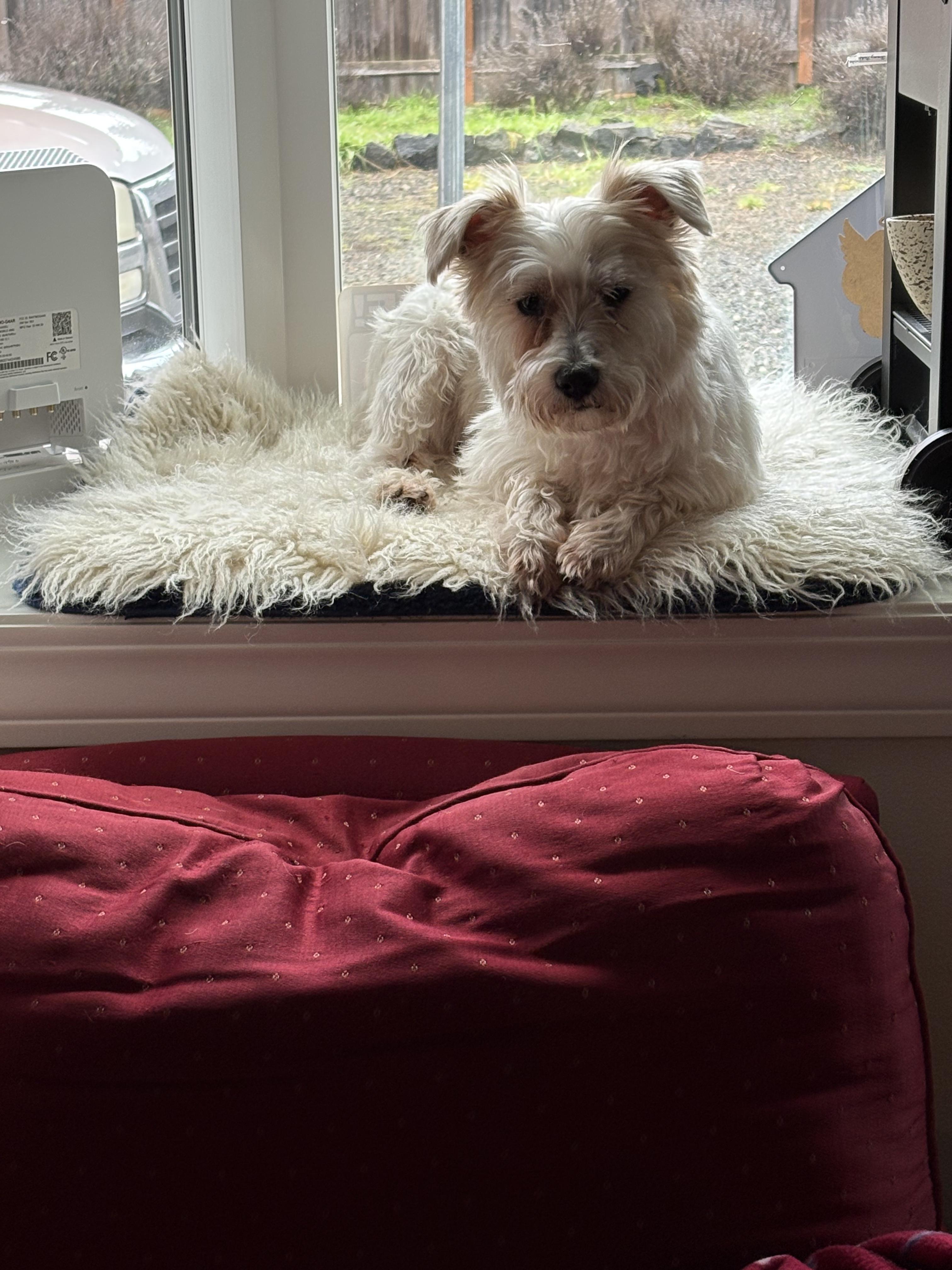 Enlarge Cindy, an adopted mixed breed in Port Angeles, WA image 2/3