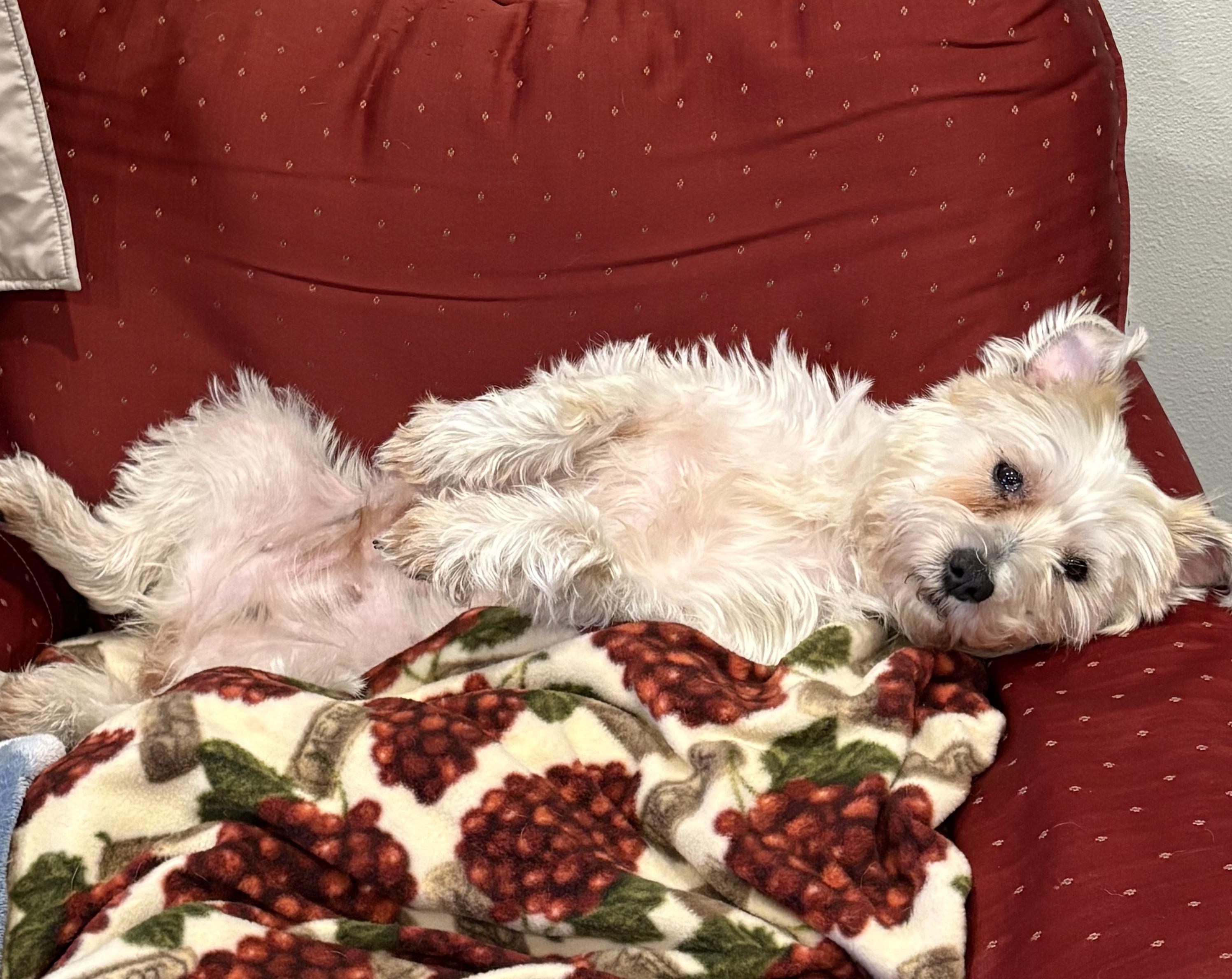 Enlarge Cindy, an adopted mixed breed in Port Angeles, WA image 3/3