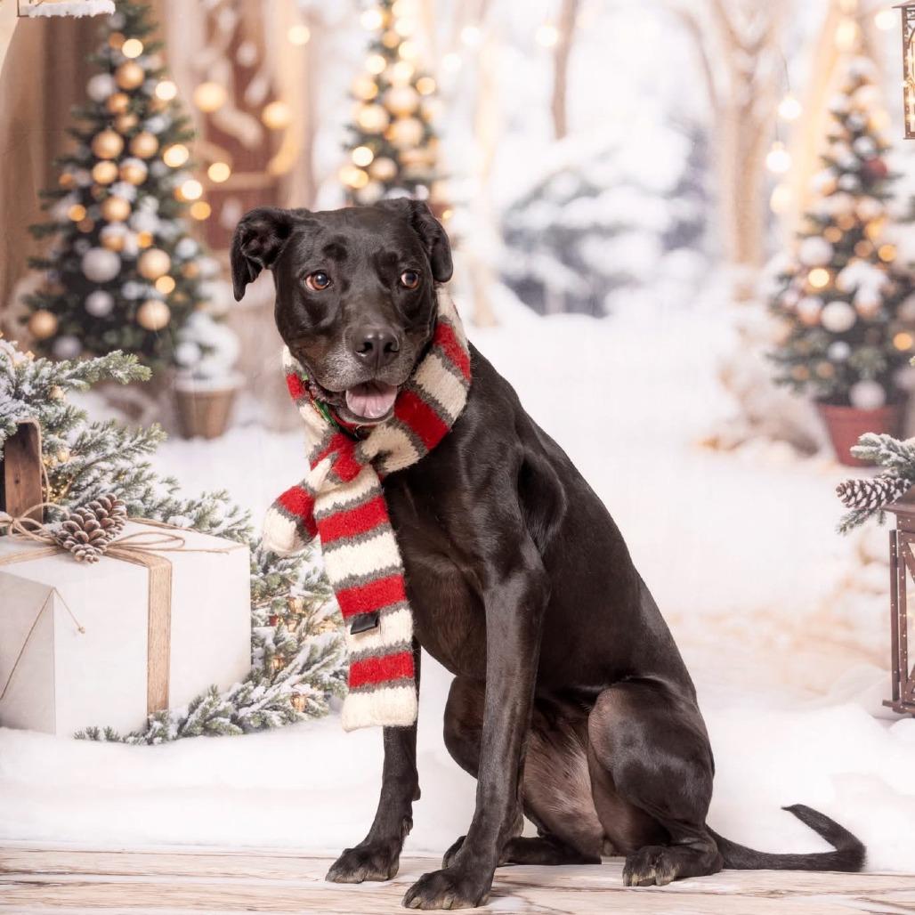 Ranni D22-061, a Adoptable mixed breed in Lebanon, TN image 1/4