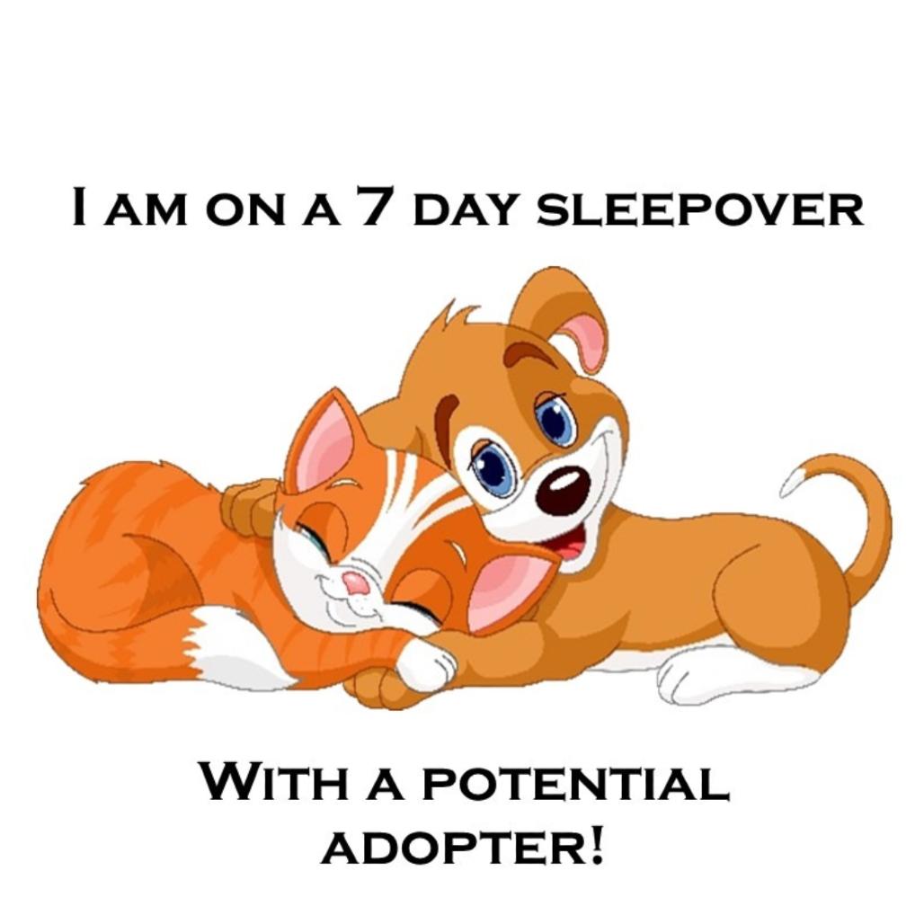 Ranni D22-061, a Adoptable mixed breed in Lebanon, TN image 2/5