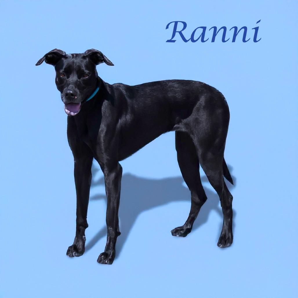 Ranni D22-061, a Adoptable mixed breed in Lebanon, TN image 2/4