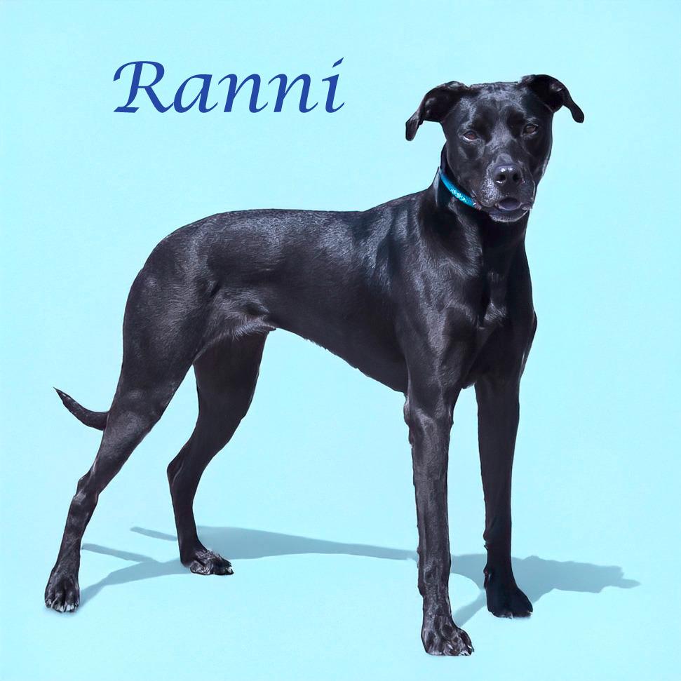 Ranni D22-061, a Adoptable mixed breed in Lebanon, TN image 3/5