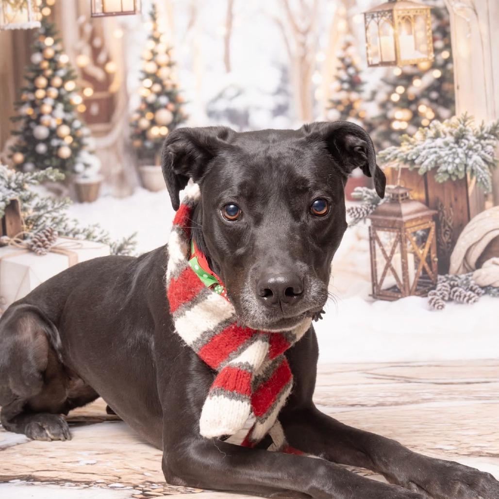 Ranni D22-061, a Adoptable mixed breed in Lebanon, TN image 3/4