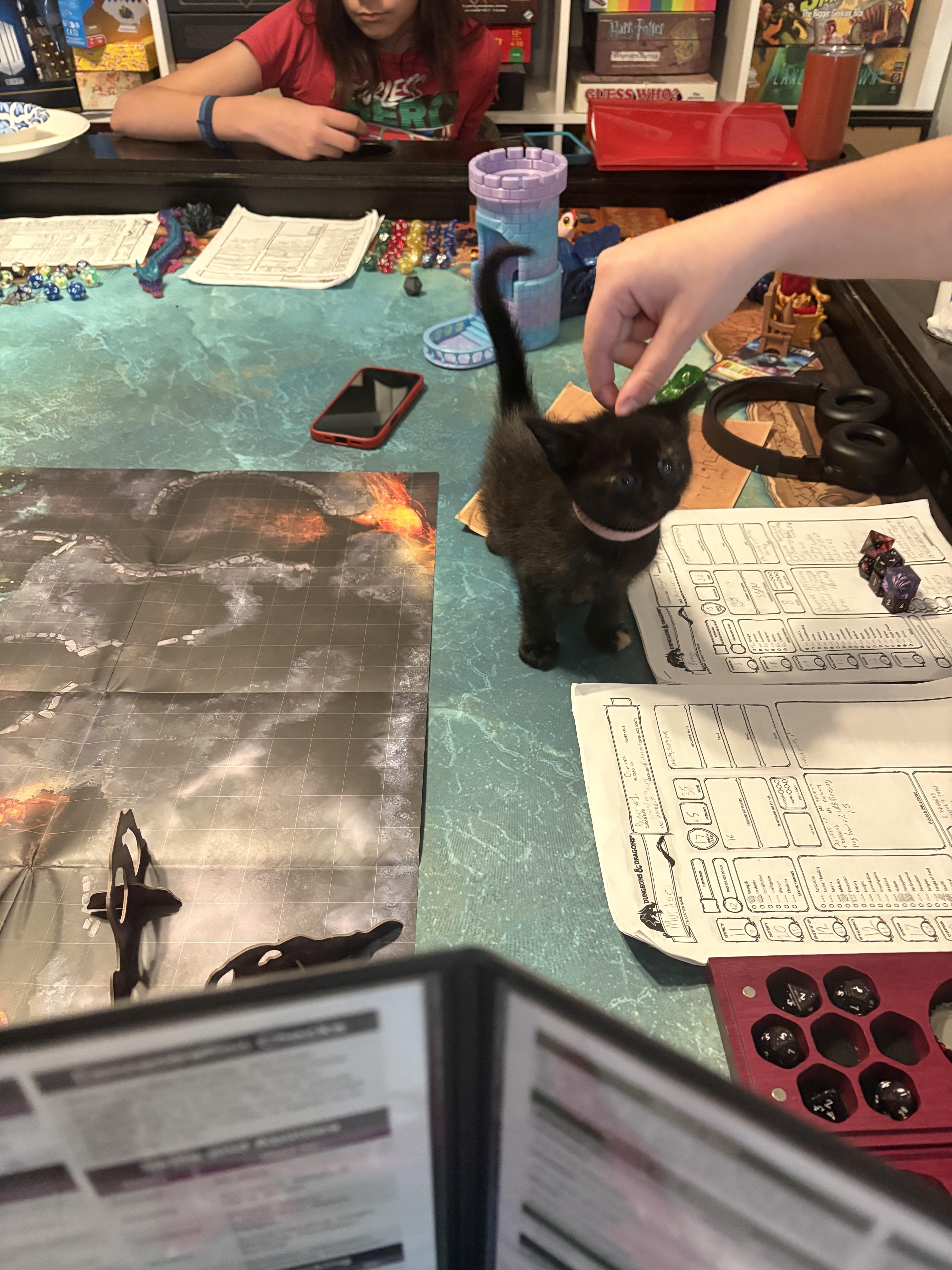 Enlarge Prospero, a Adoptable Domestic Short Hair in Dixon, CA image 1/3