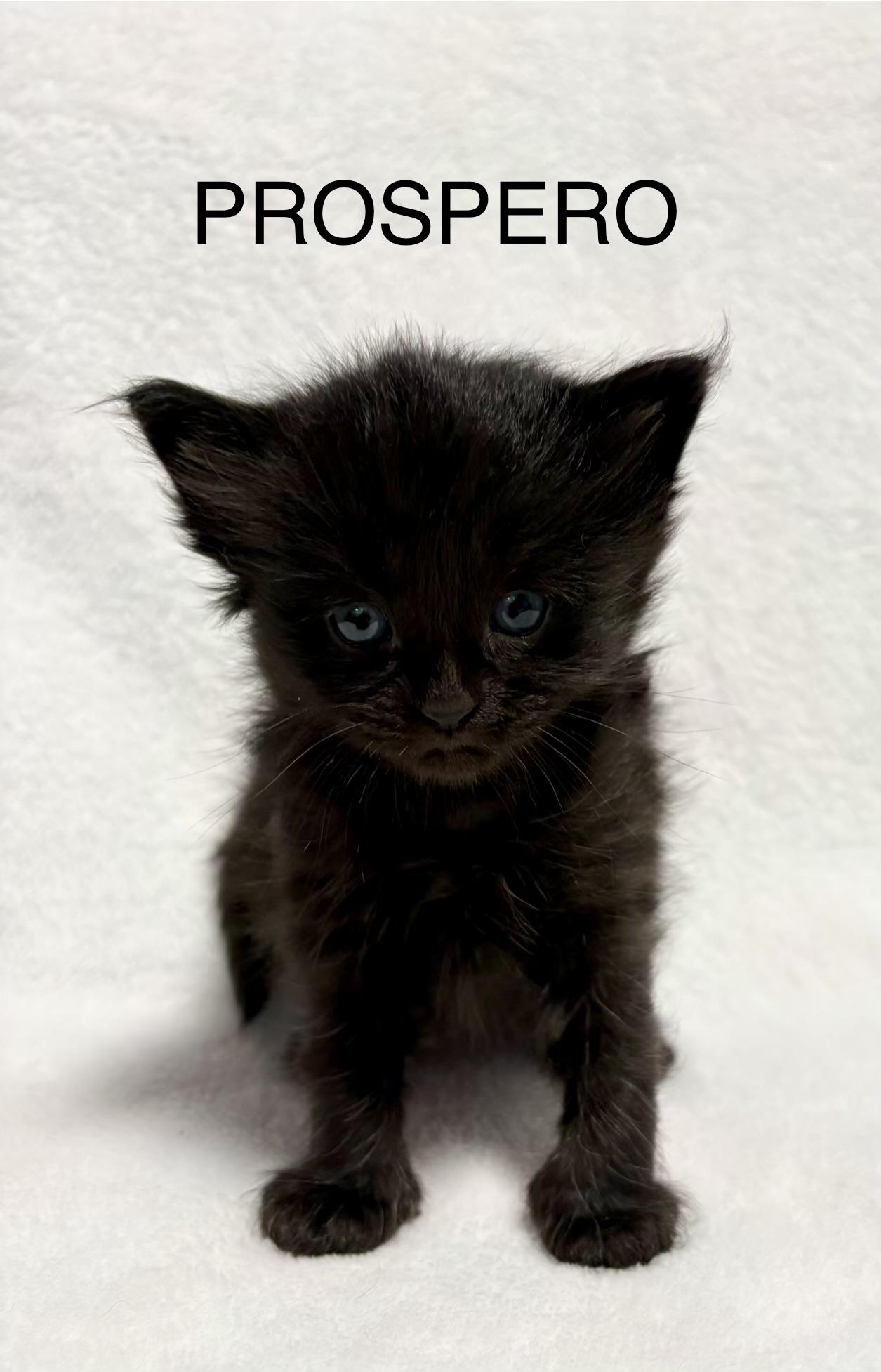 Enlarge Prospero, a Adoptable Domestic Short Hair in Dixon, CA image 2/3