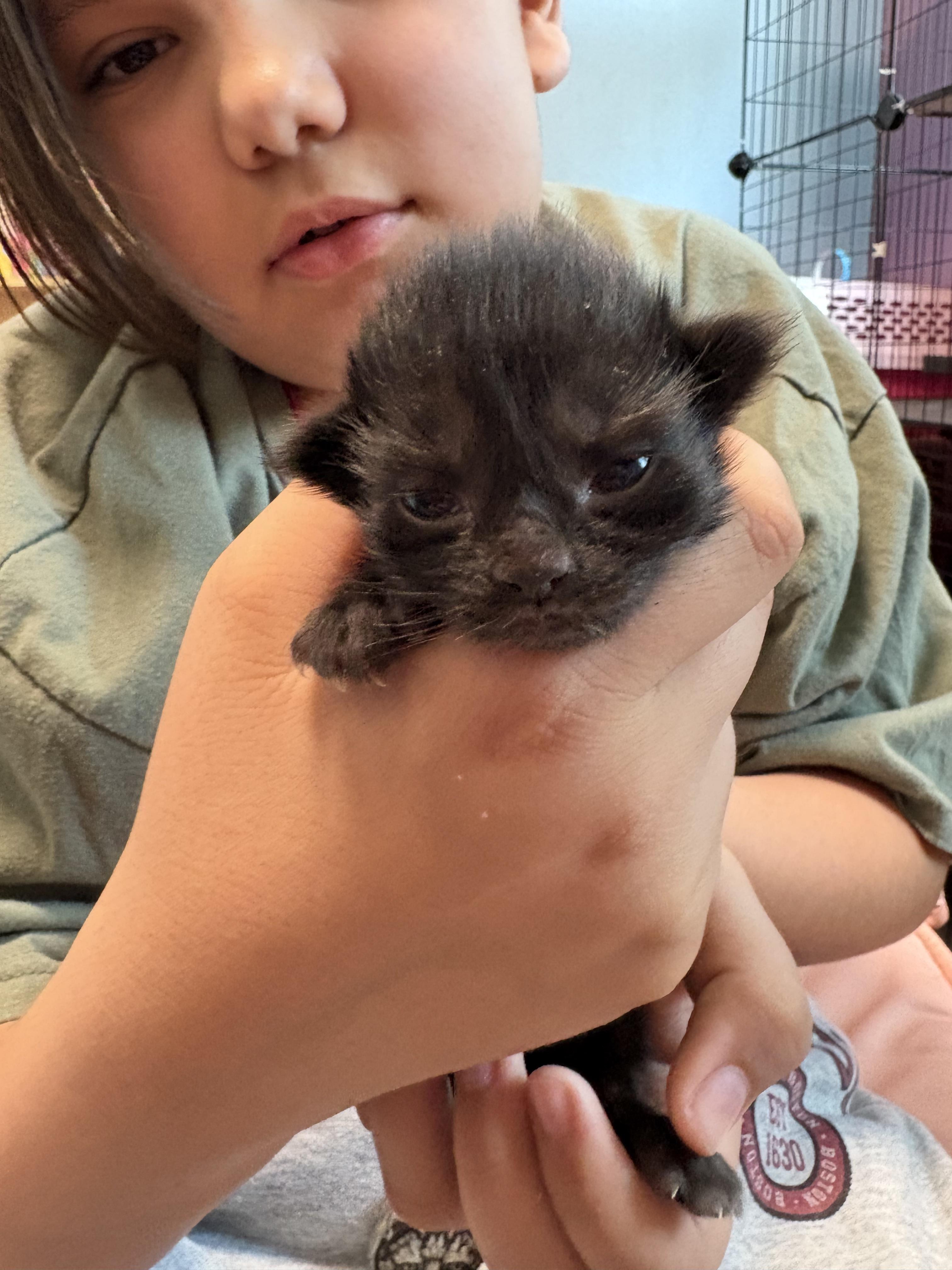 Enlarge Prospero, a Adoptable Domestic Short Hair in Dixon, CA image 3/3