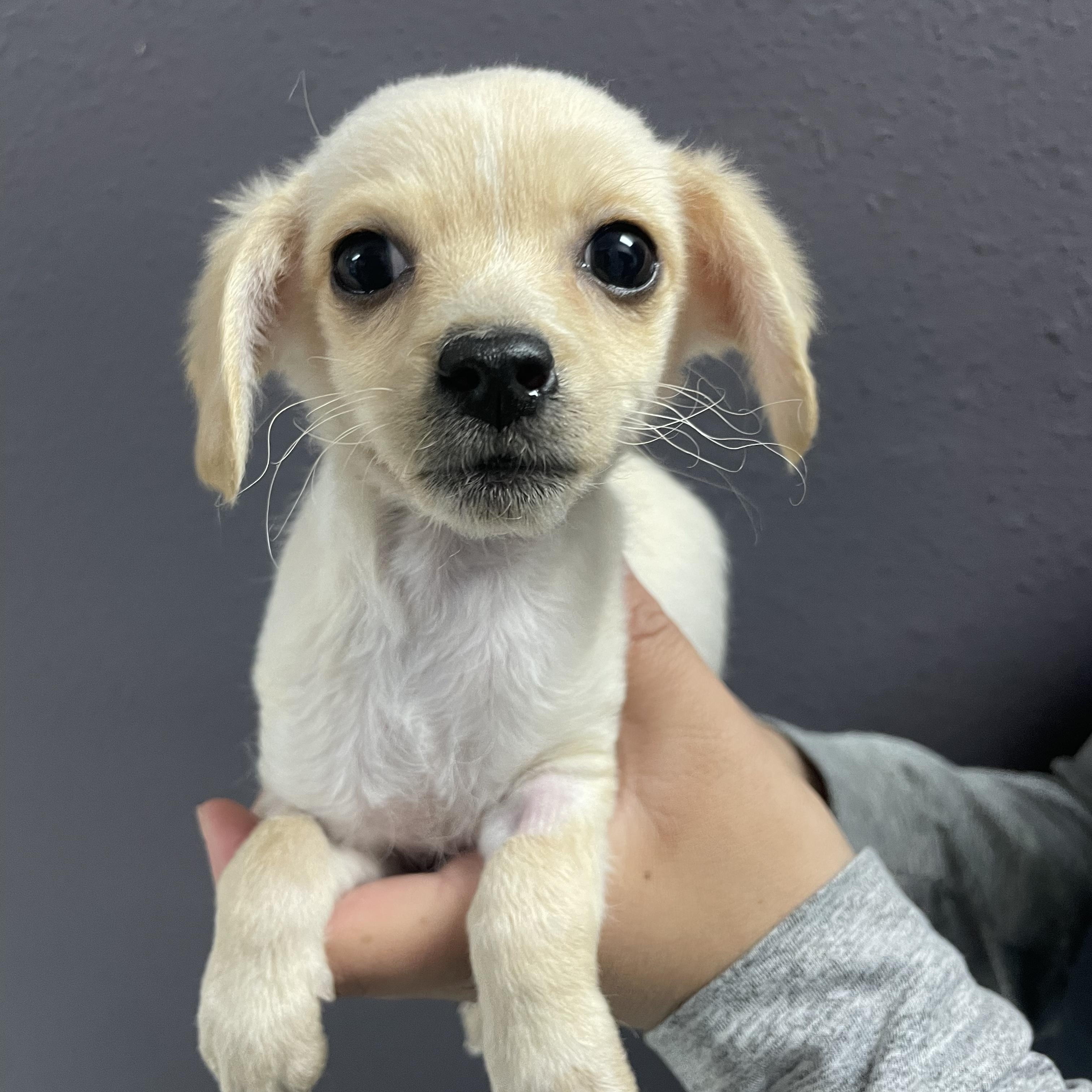 Enlarge Paris, a ADOPTABLE mixed breed in Henderson, NV image 1/2