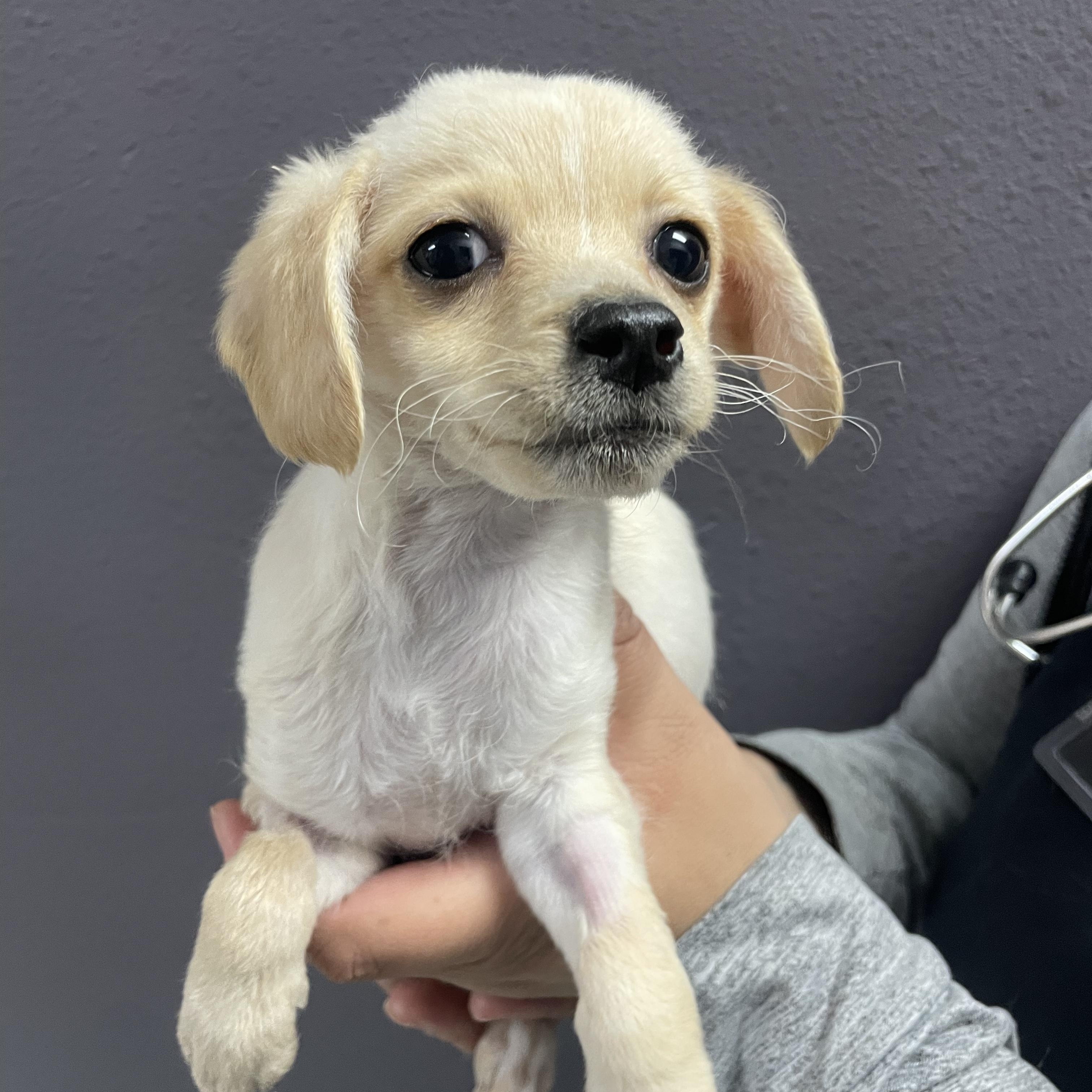 Enlarge Paris, a ADOPTABLE mixed breed in Henderson, NV image 2/2