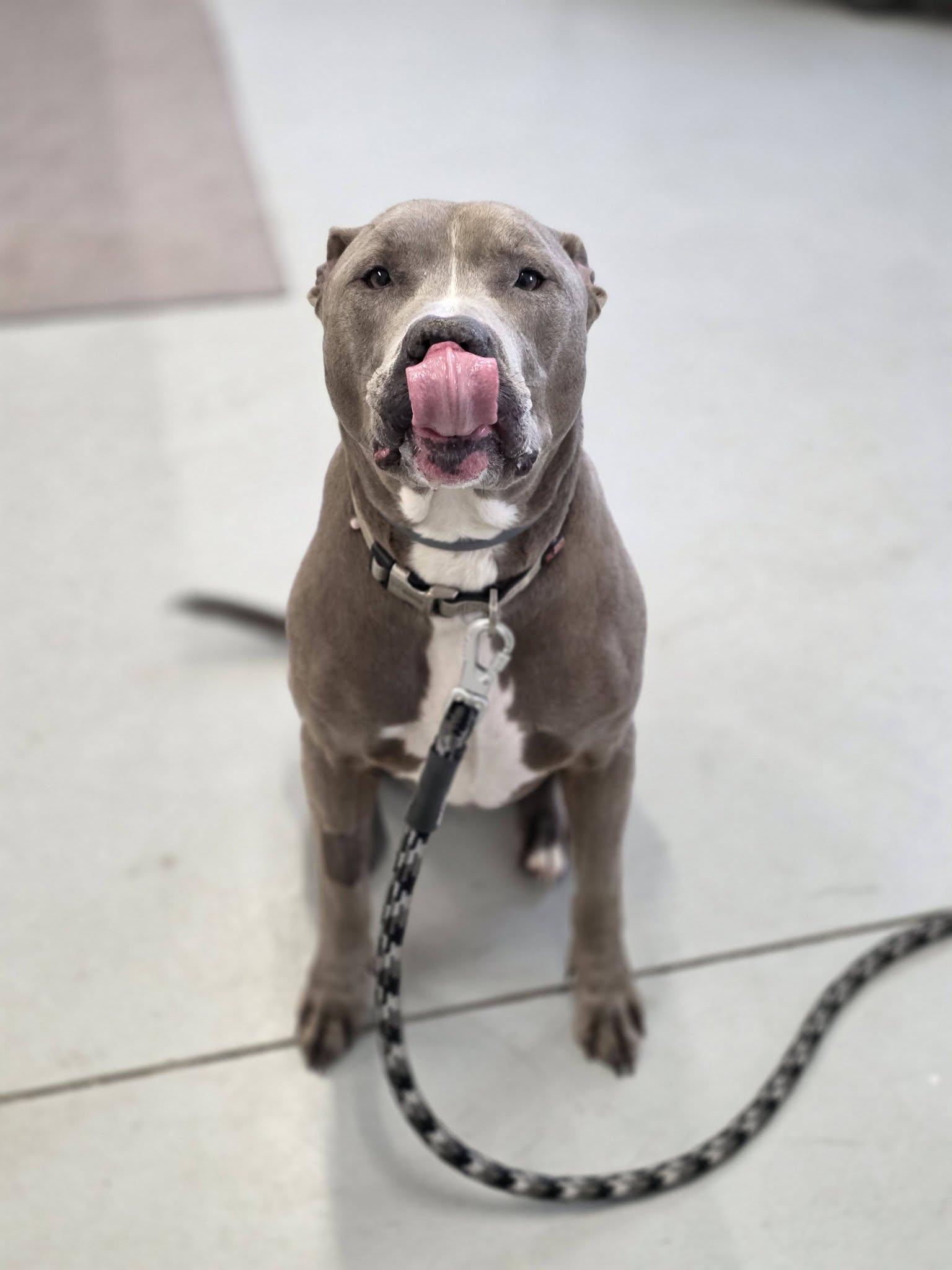Enlarge William, an adopted Pit Bull Terrier in Shelby, MI image 2/2
