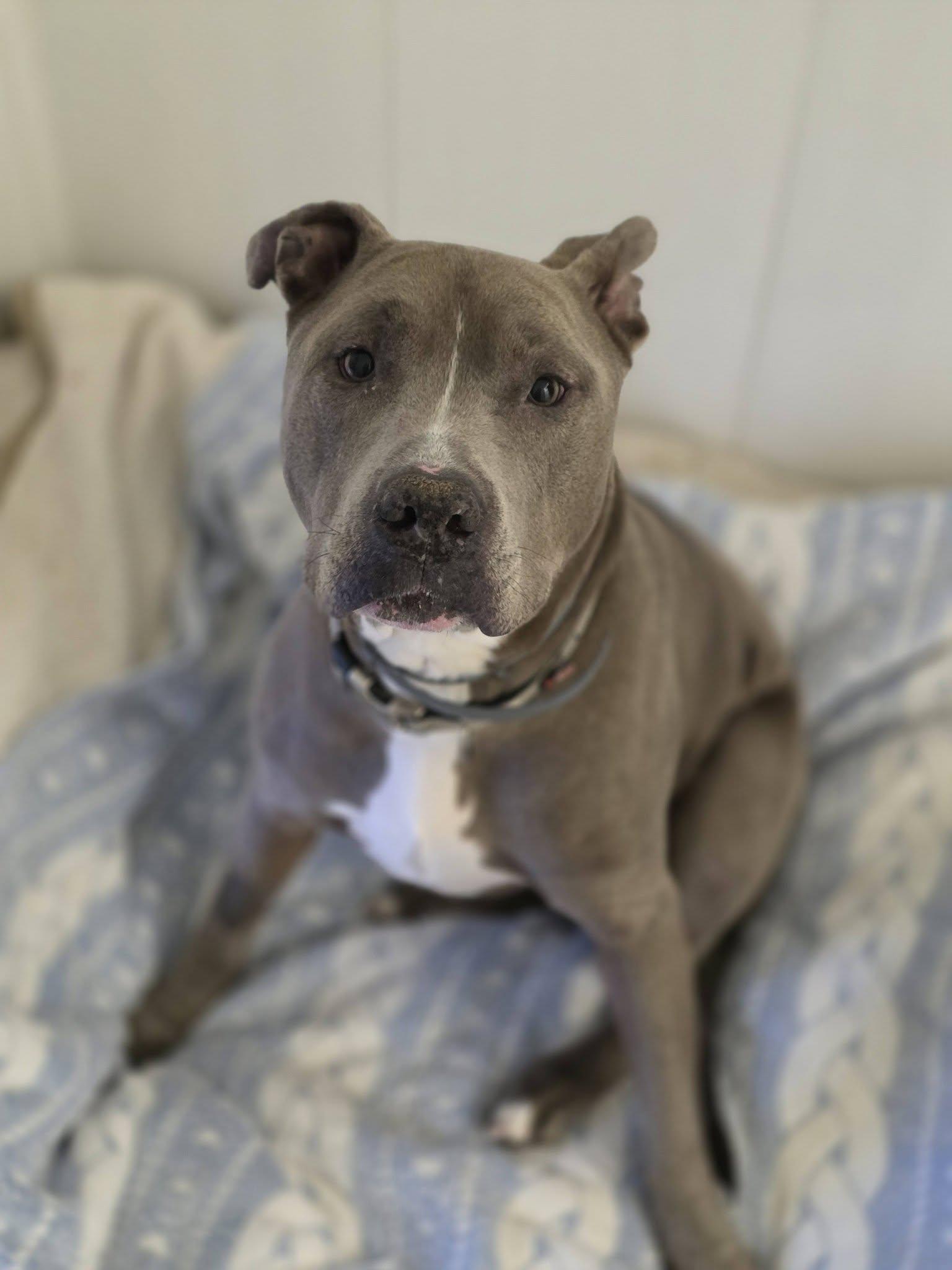 Enlarge William, an adopted Pit Bull Terrier in Shelby, MI image 1/2