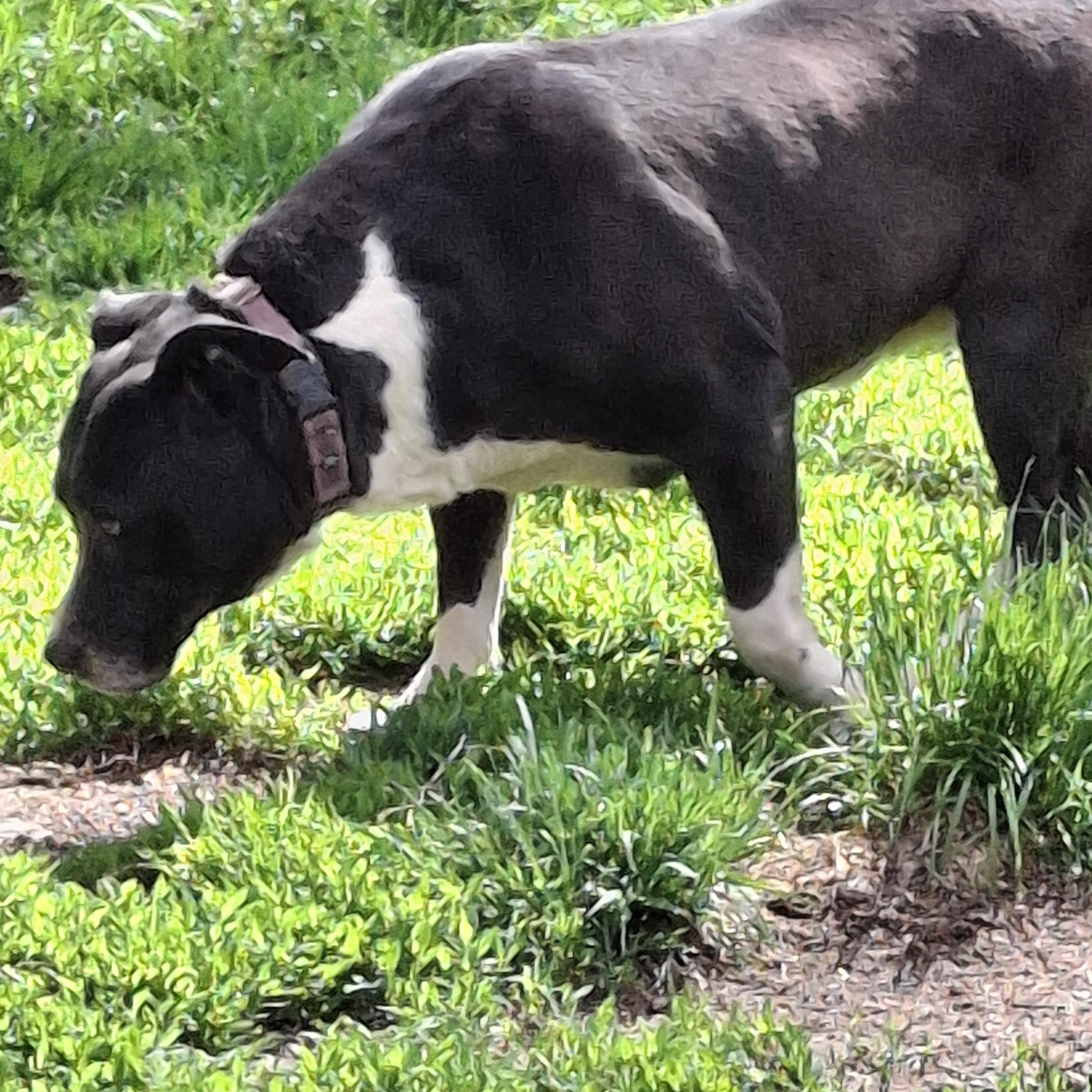 SOCKS, a Adoptable mixed breed in Broadalbin, NY image 6/6