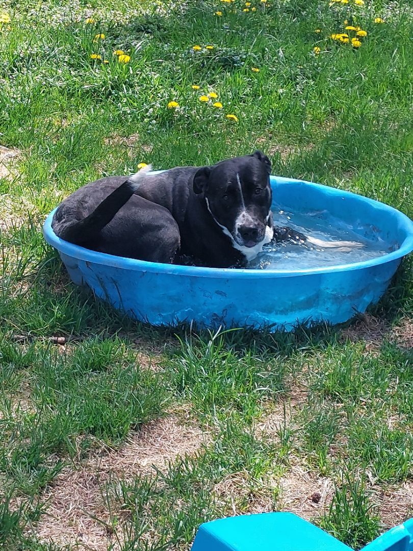 SOCKS, a Adoptable mixed breed in Broadalbin, NY image 1/7