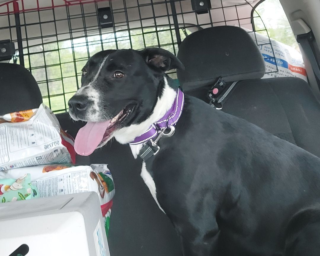 SOCKS, a Adoptable mixed breed in Broadalbin, NY image 2/7