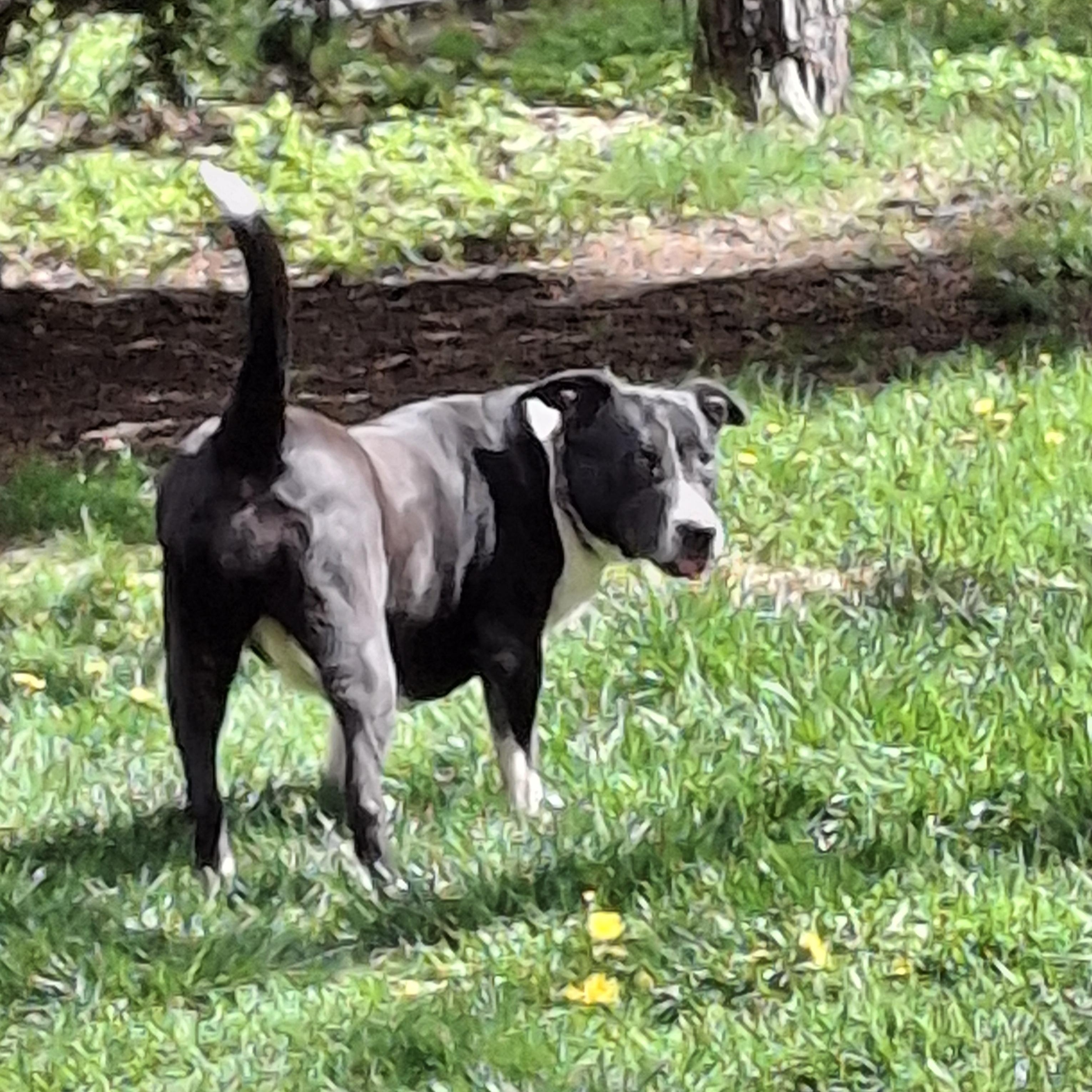 SOCKS, a Adoptable mixed breed in Broadalbin, NY image 4/6